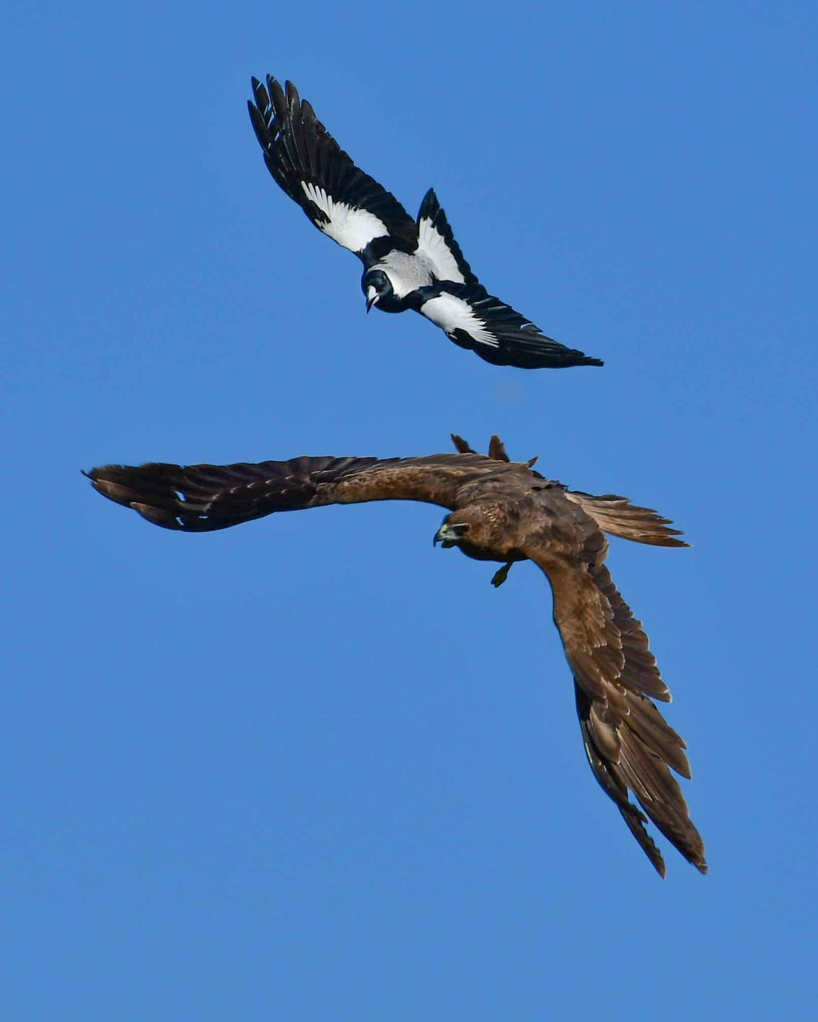 41 MAGPIE vs HAWK DOGFIGHT - LAKE ELLISMERE