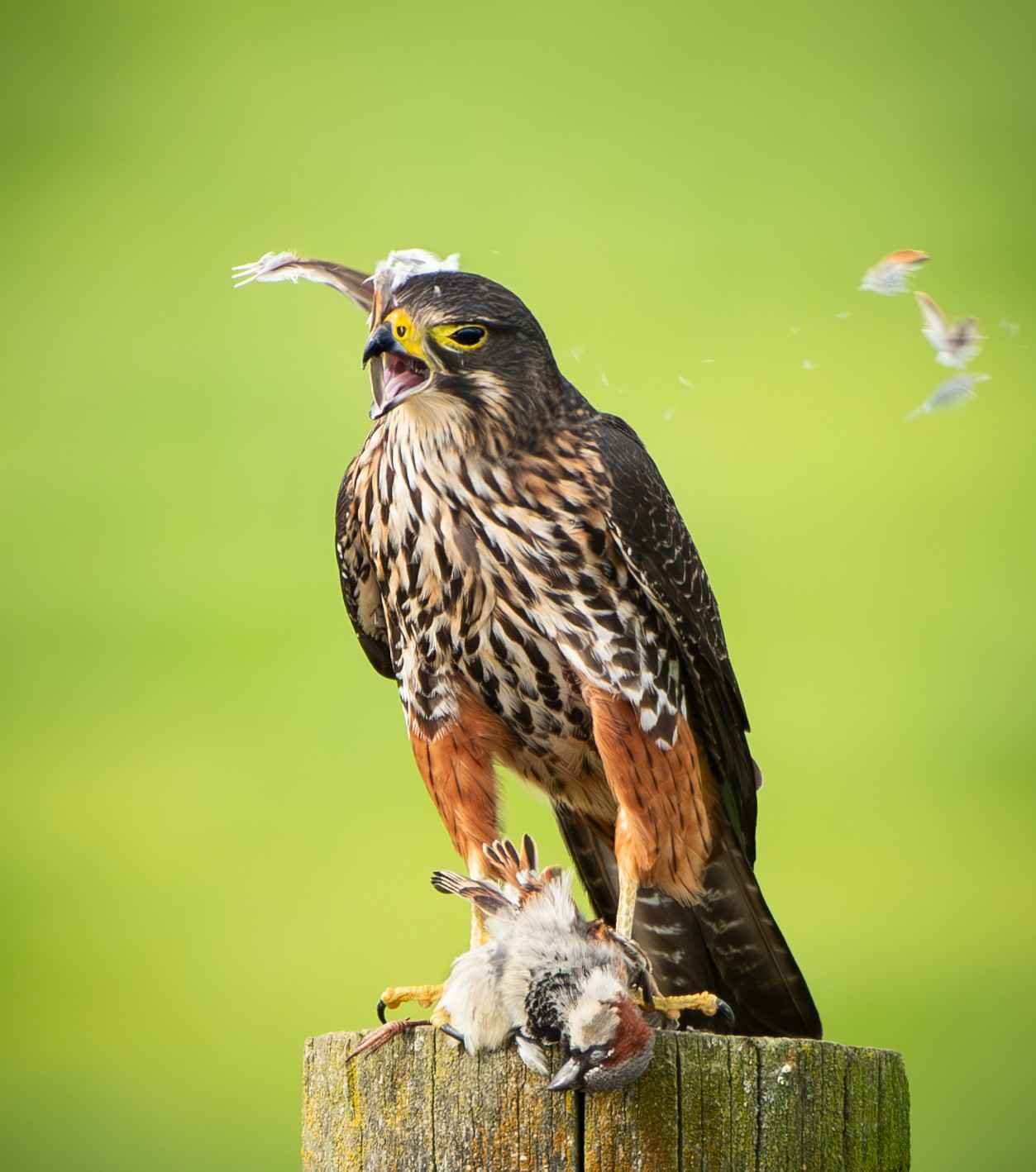 541 NEWZEALAND FALCON EATING SPARROW - GREYTOWN