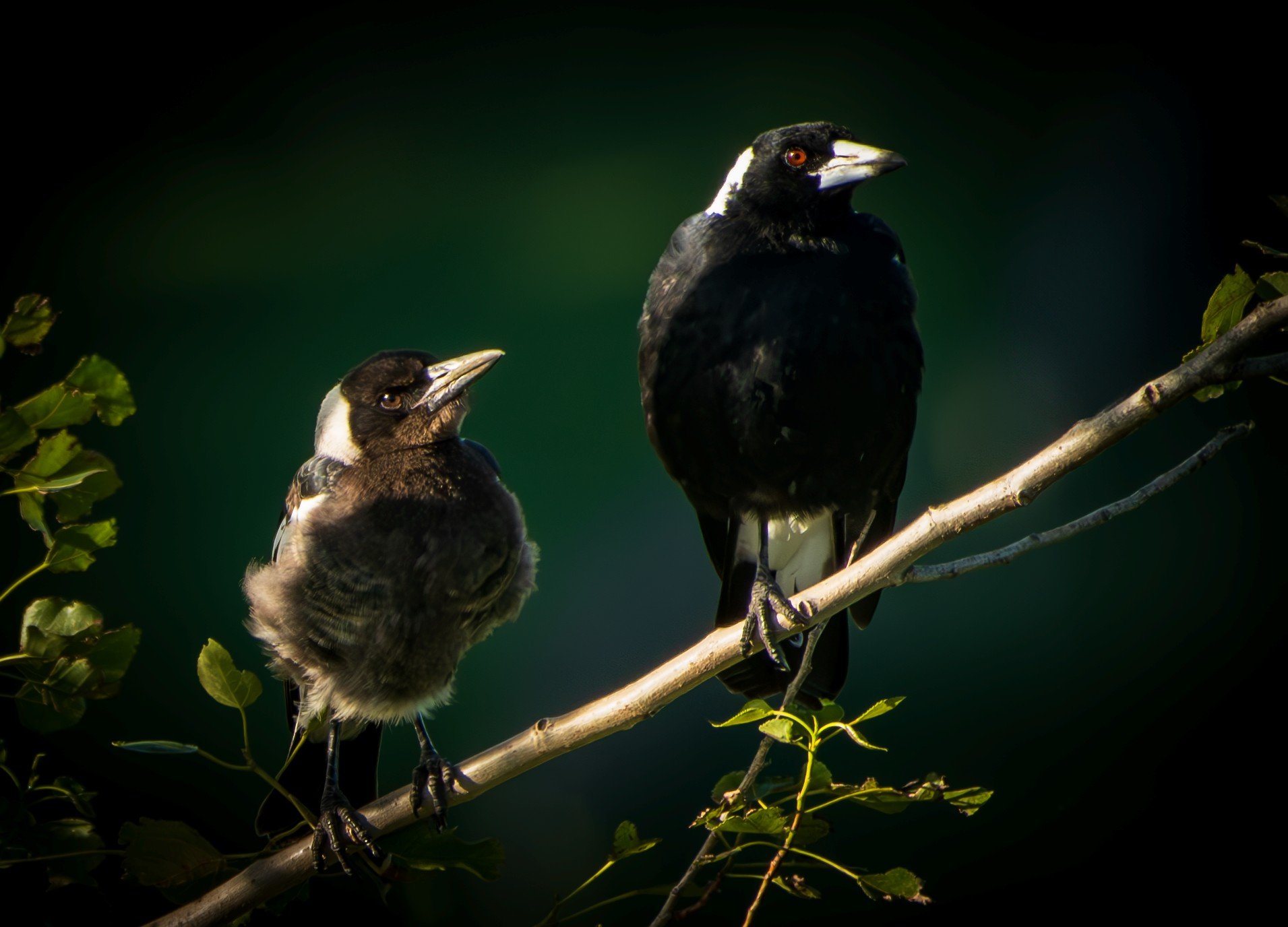 750 MAGPIE & CHICK - STORMY POINT - WAIRARAPA