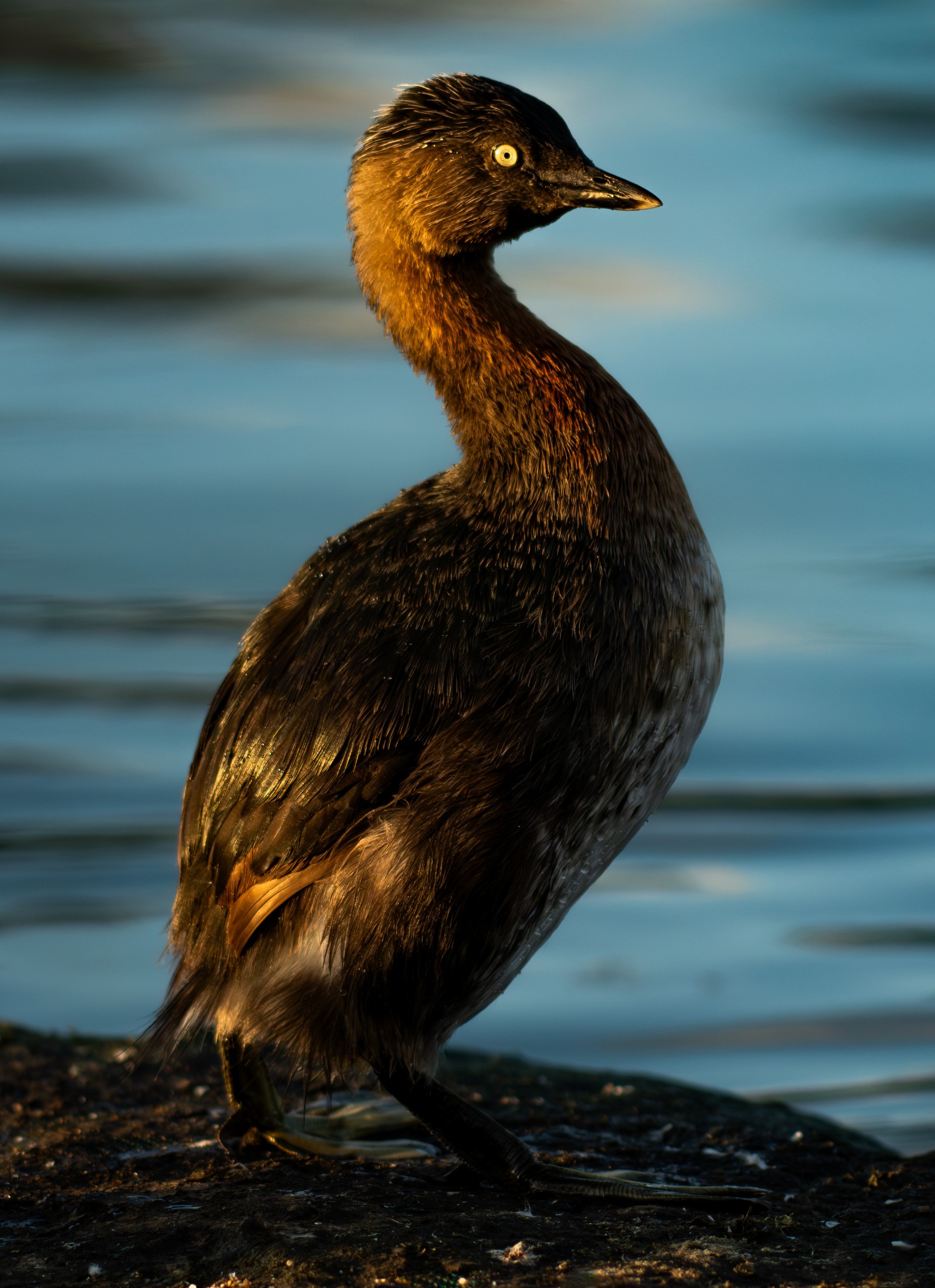 197 DABCHICK - WESTERN SPRINGS