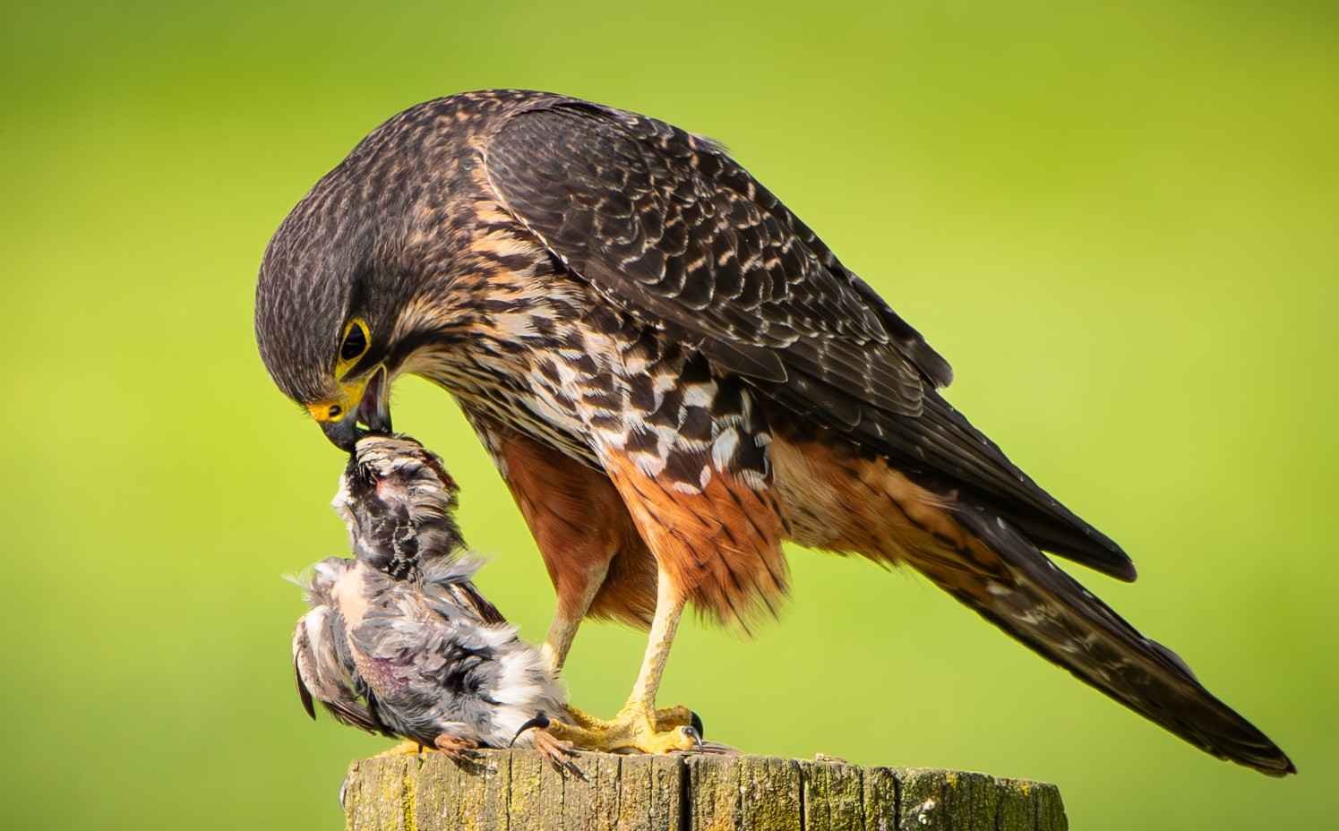 546 NEWZEALAND FALCON EATING SPARROW - GREYTOWN