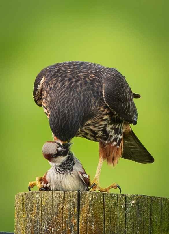 538 NEWZEALAND FALCON EATING SPARROW - GREYTOWN
