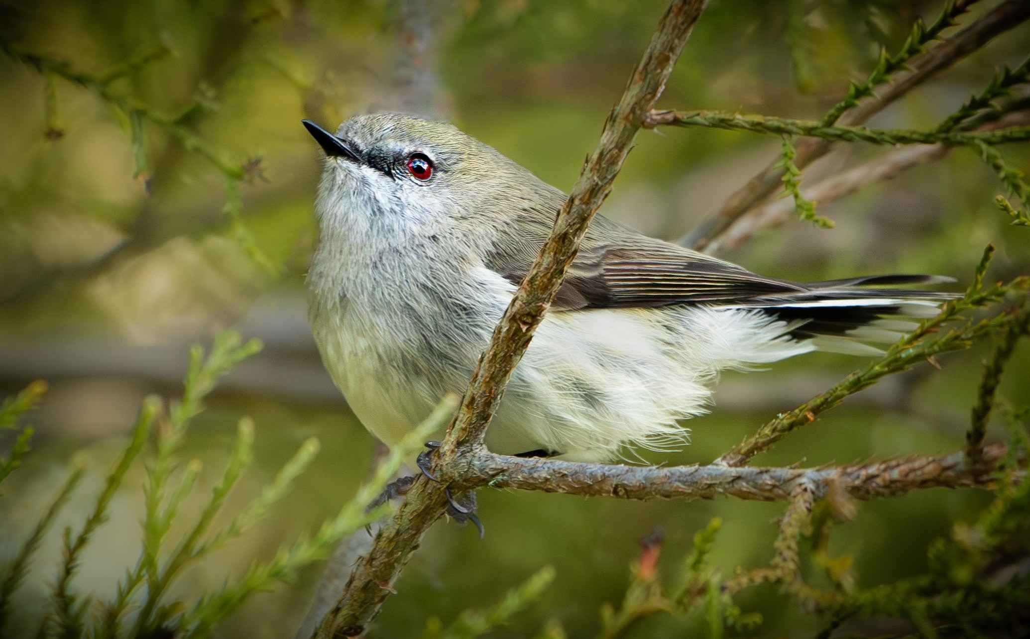 153 GREY WARBLER - LAKE ROTOITI