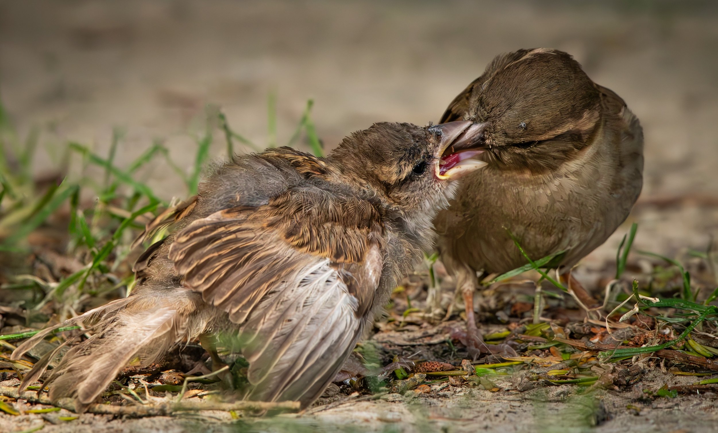 761 SPARROW FEEDING CHICK - PALMERSTON NORTH
