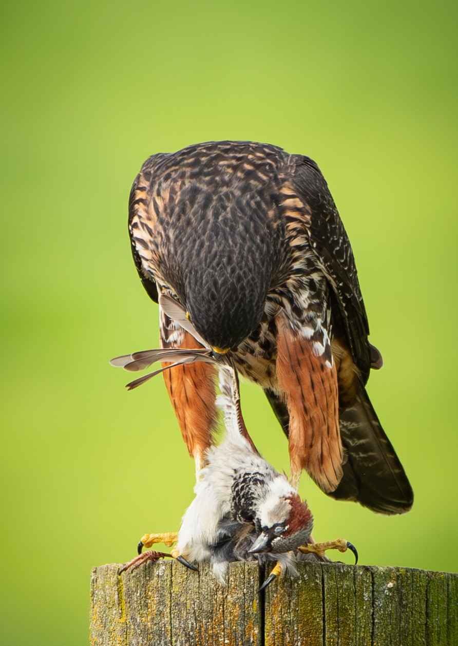 542 NEWZEALAND FALCON EATING SPARROW - GREYTOWN