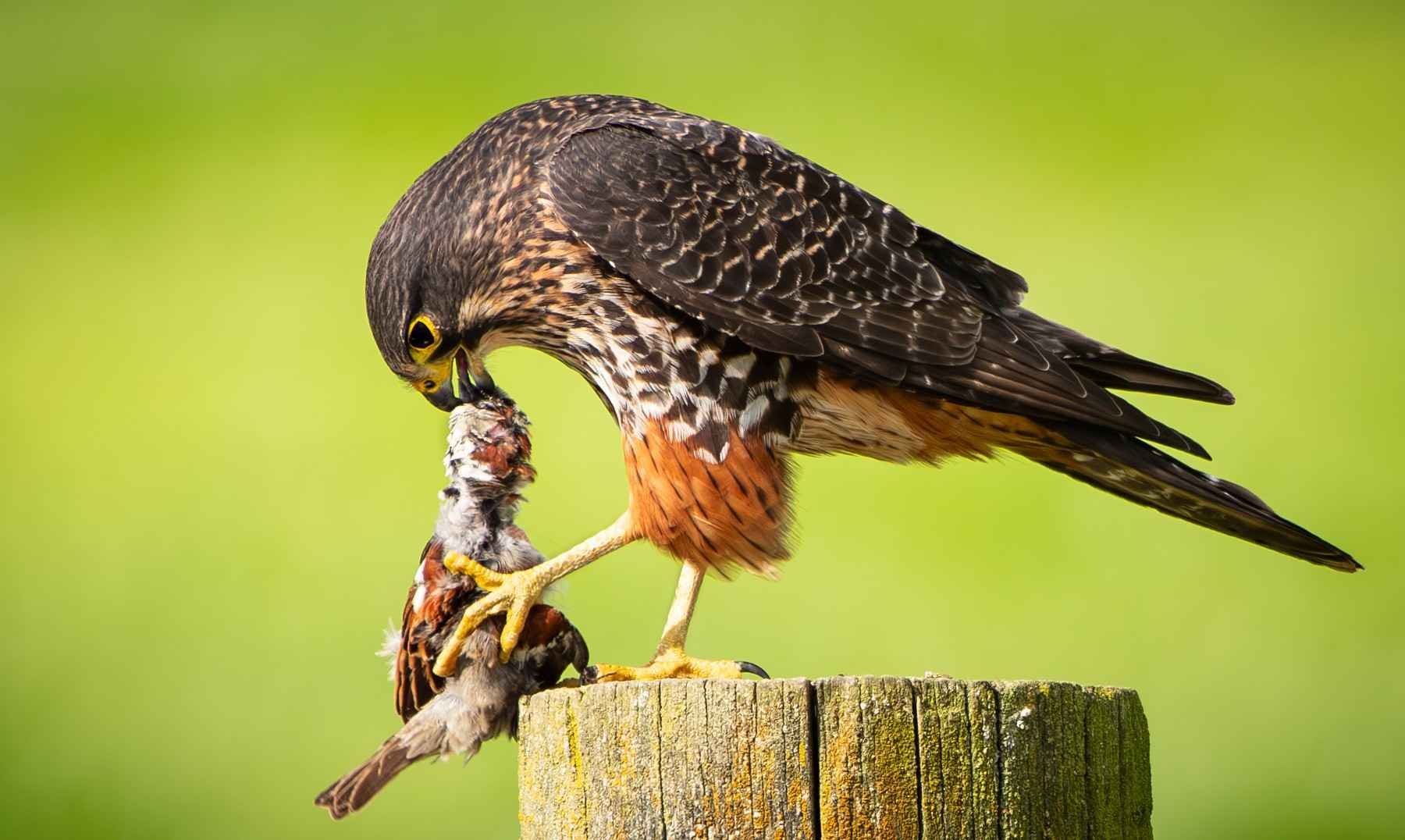 549 NEWZEALAND FALCON EATING SPARROW - GREYTOWN