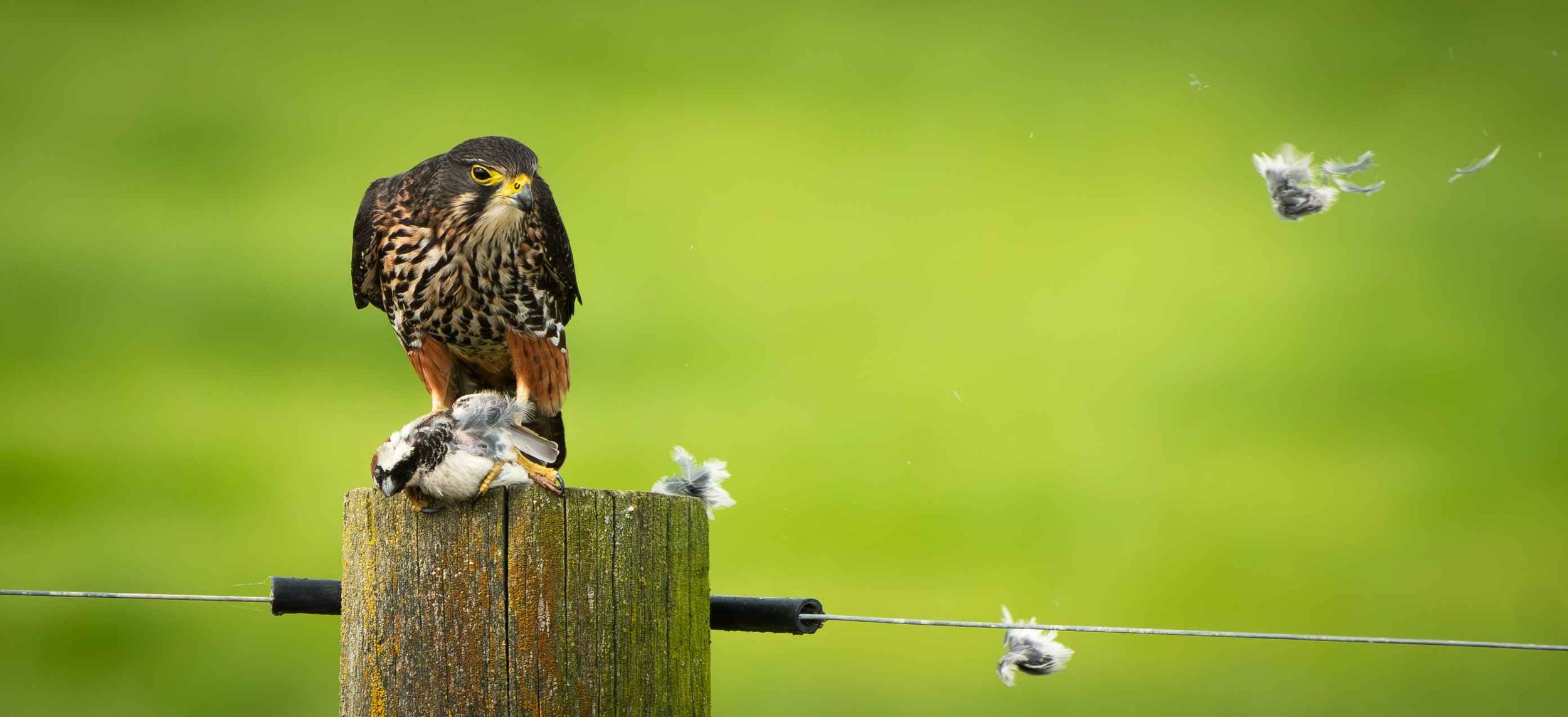 539 NEWZEALAND FALCON EATING SPARROW - GREYTOWN