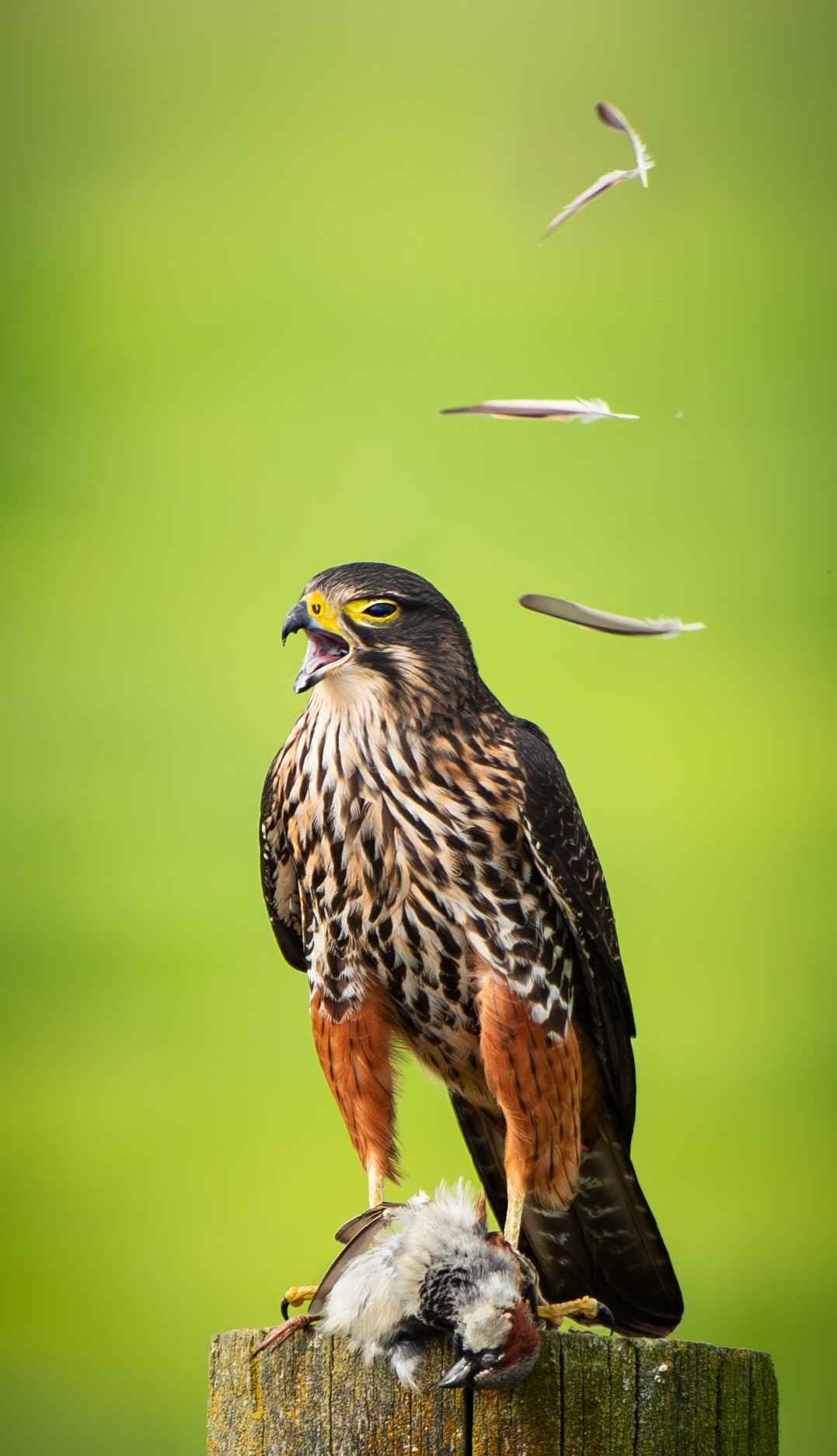 543 NEWZEALAND FALCON EATING SPARROW - GREYTOWN