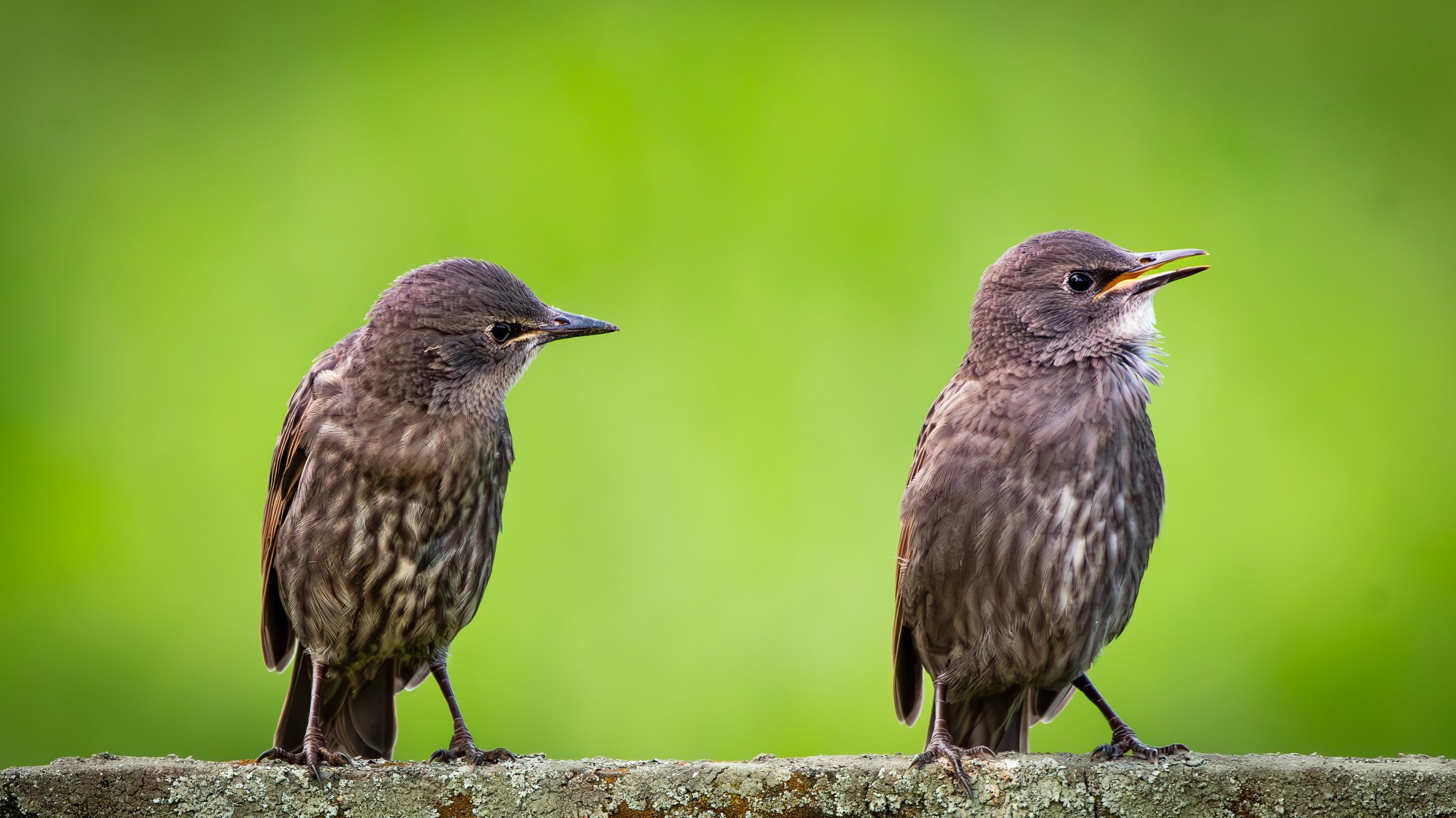 749 STARLING JUVENILES - GREYTOWN