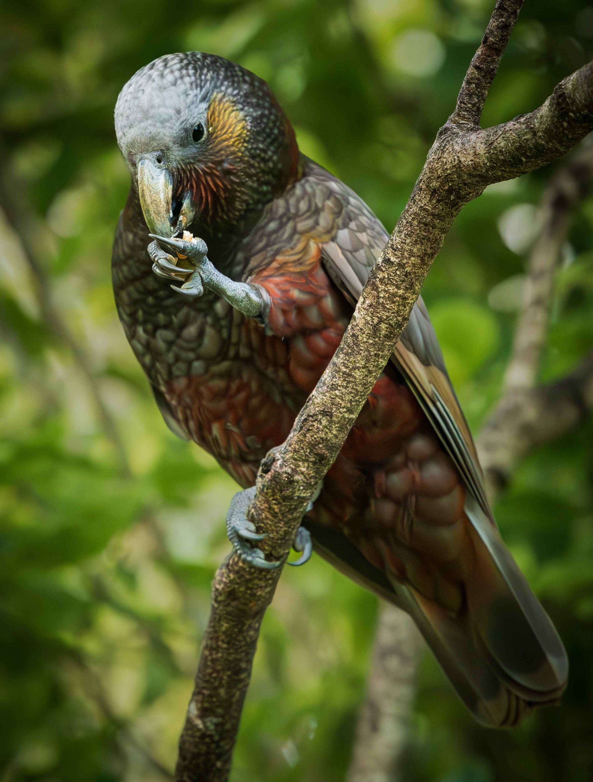 354 KAKA - PUKAHA