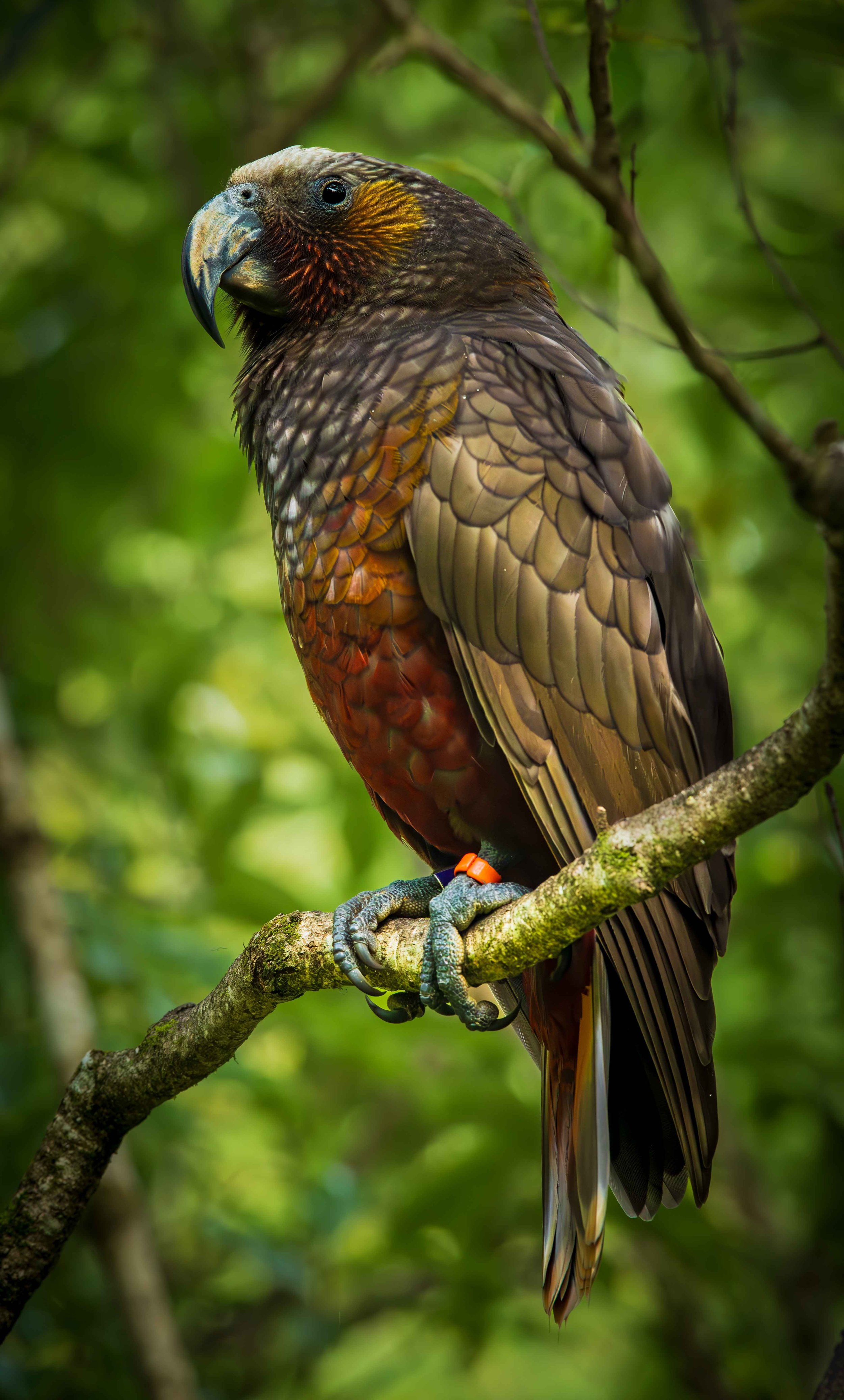 413 KAKA - PUKAHA