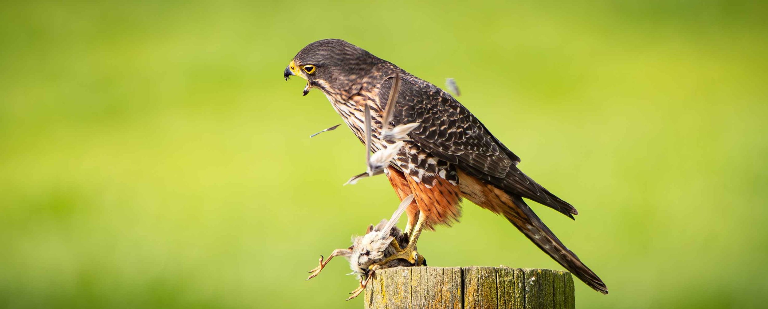 552 NEWZEALAND FALCON EATING SPARROW - GREYTOWN