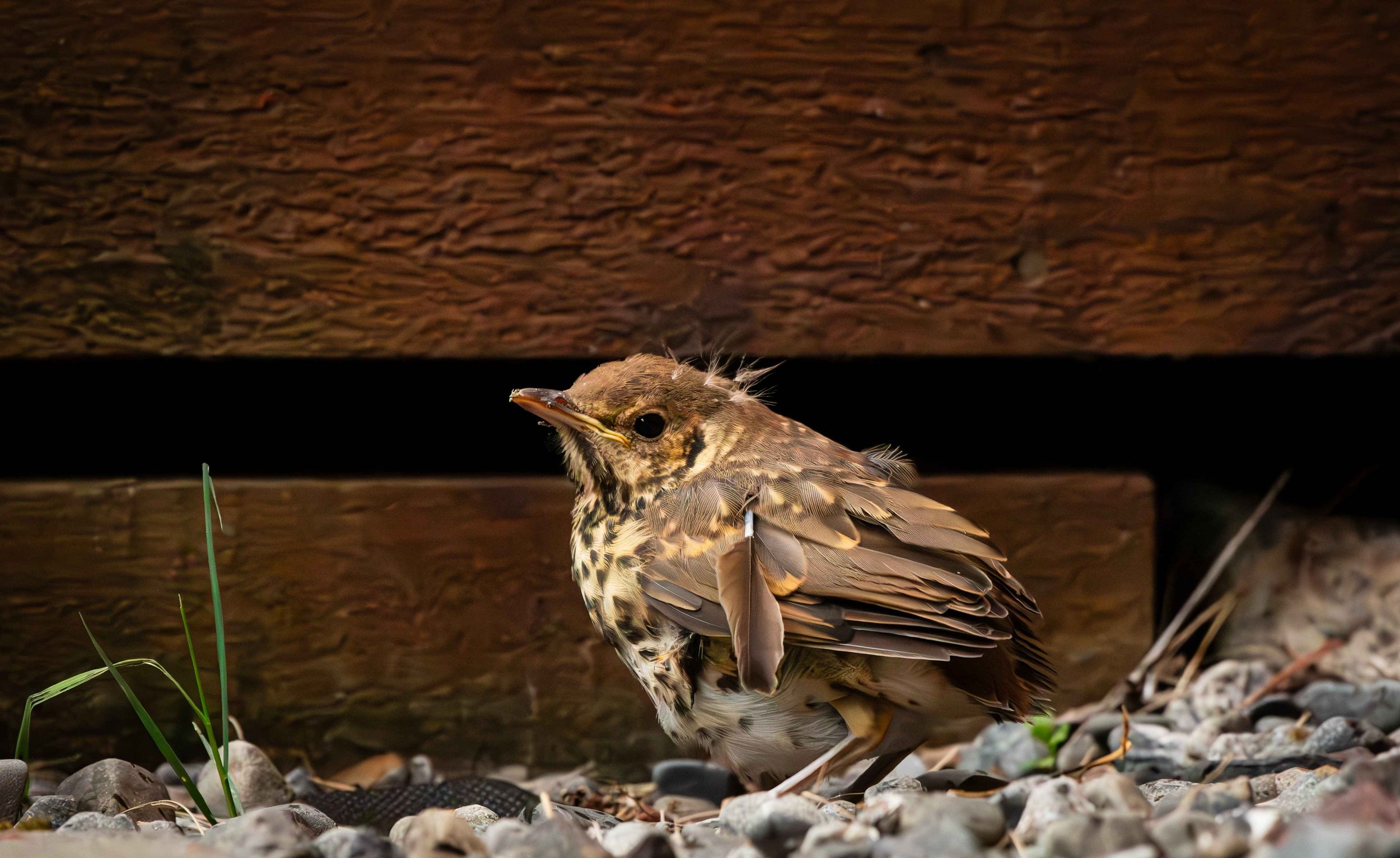 681 STRANDED BABY THRUSH - GREYTOWN