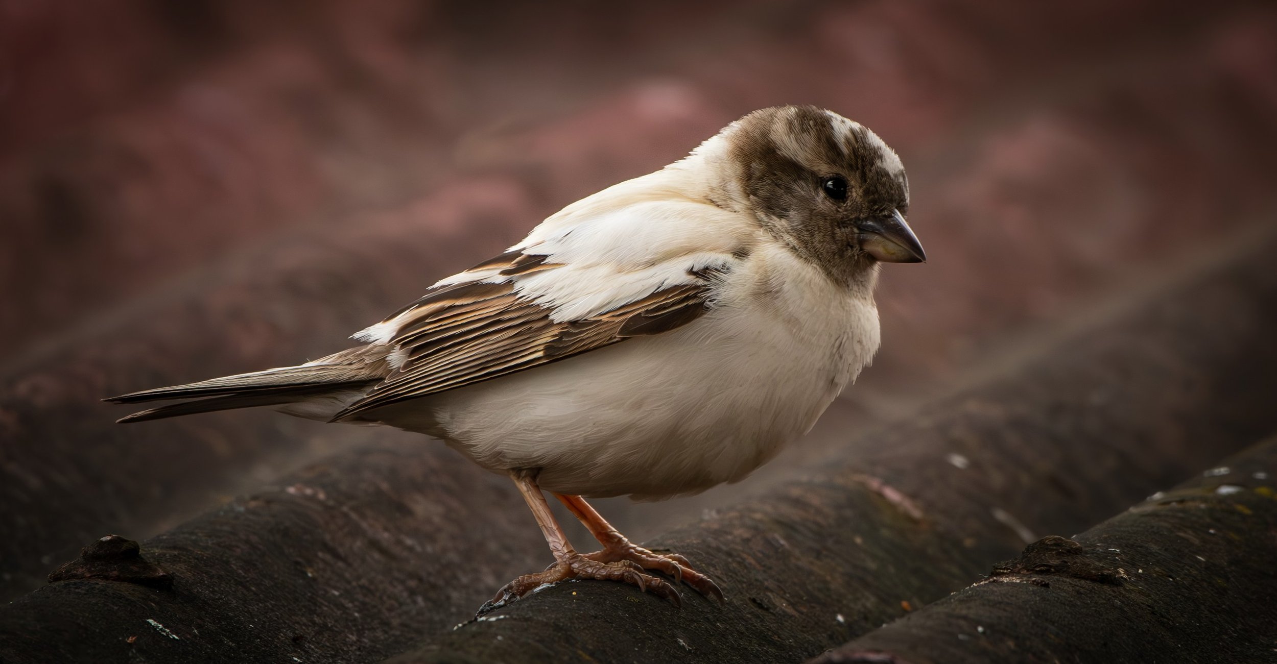 760 WHITE SPARROW - PALMERSTON NORTH