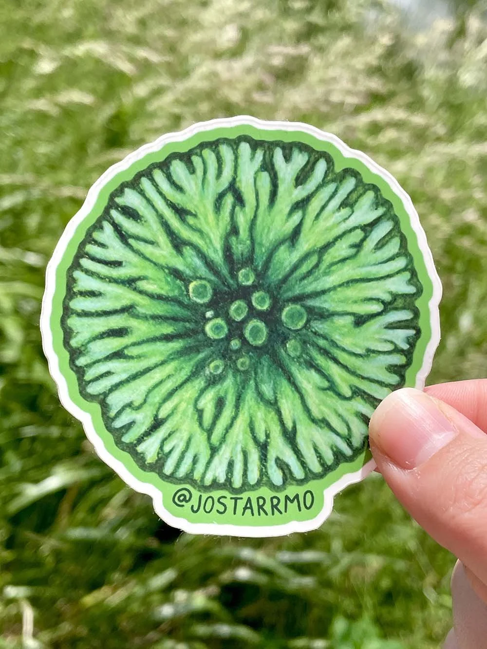 Green Lichen Sticker Product Image.jpg
