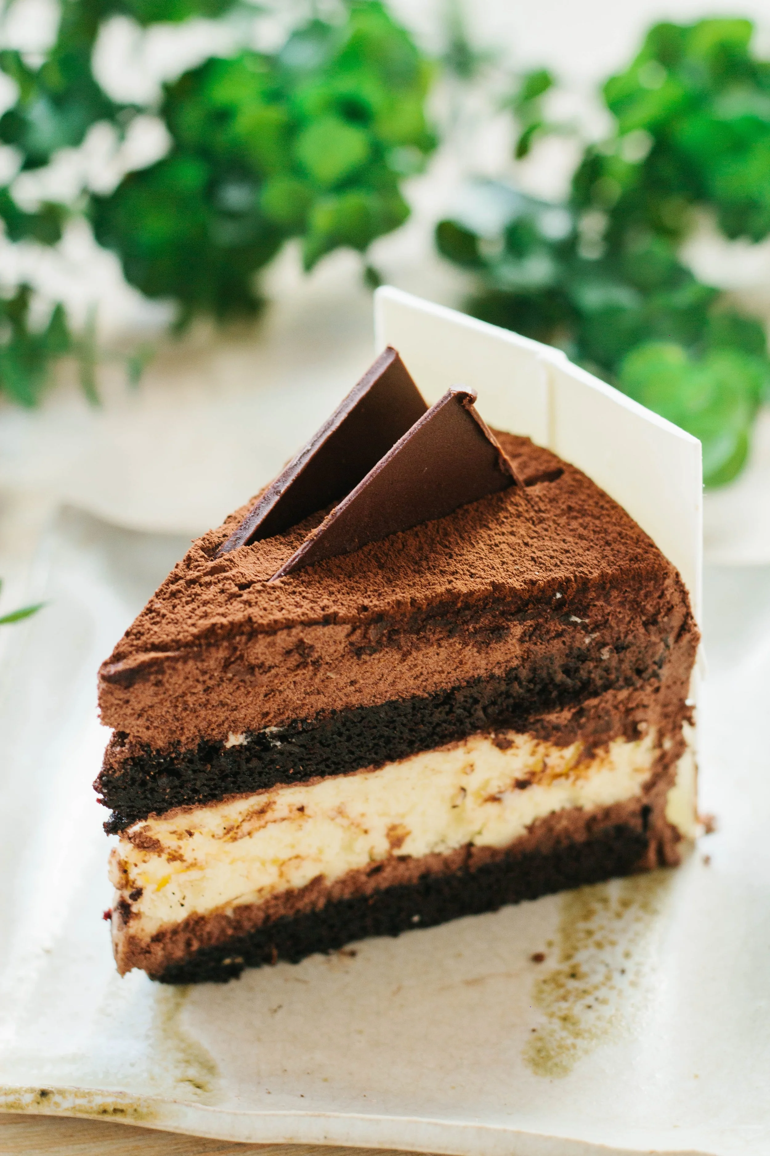 Close-up of a slice of layered chocolate and vanilla cake with chocolate decorations on top and green plants in the background.
