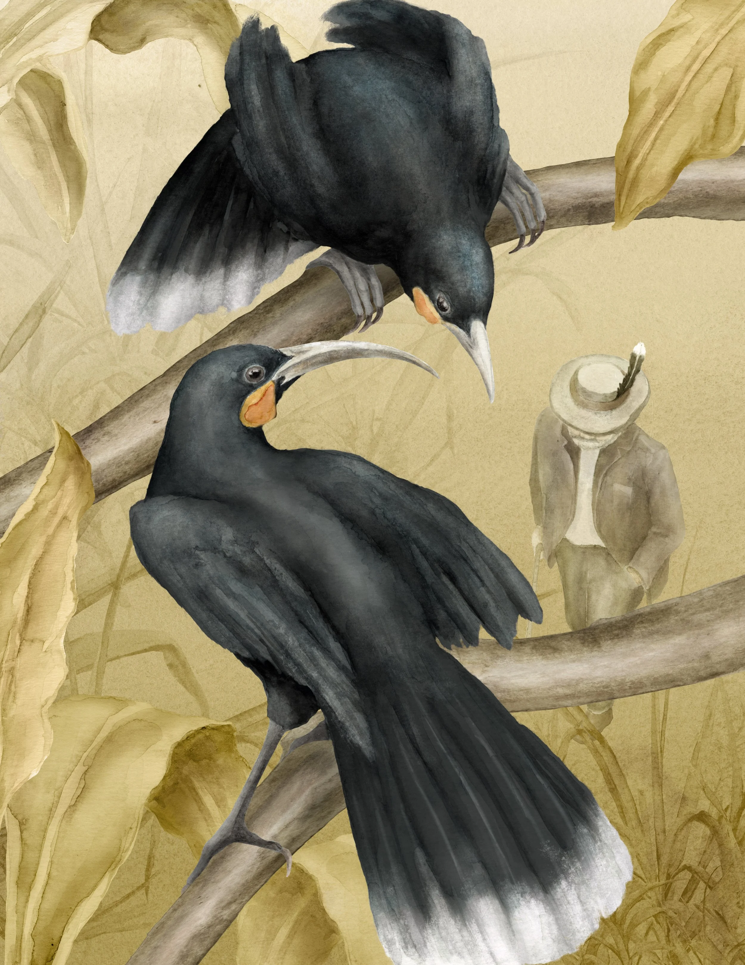 Huia_bild1.jpg
