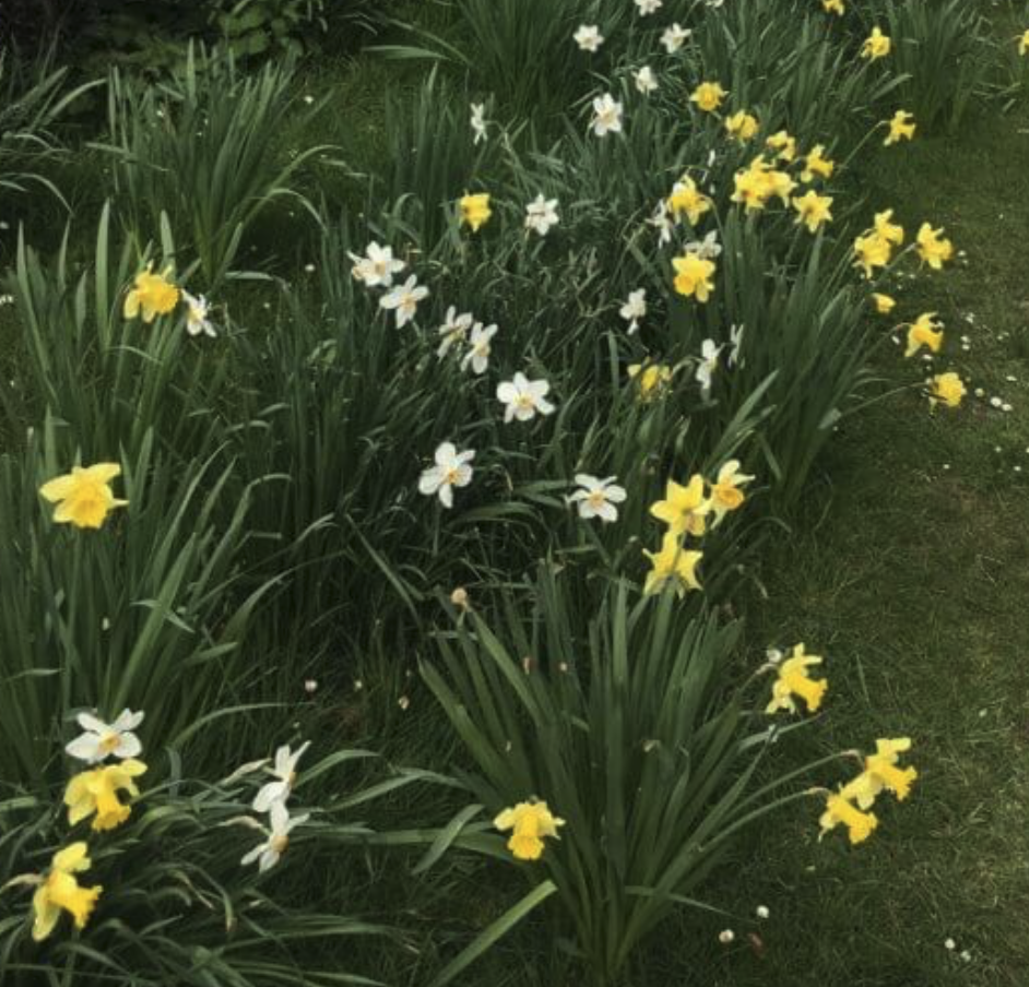 Bulb Planting: Disraeli/The Pastures