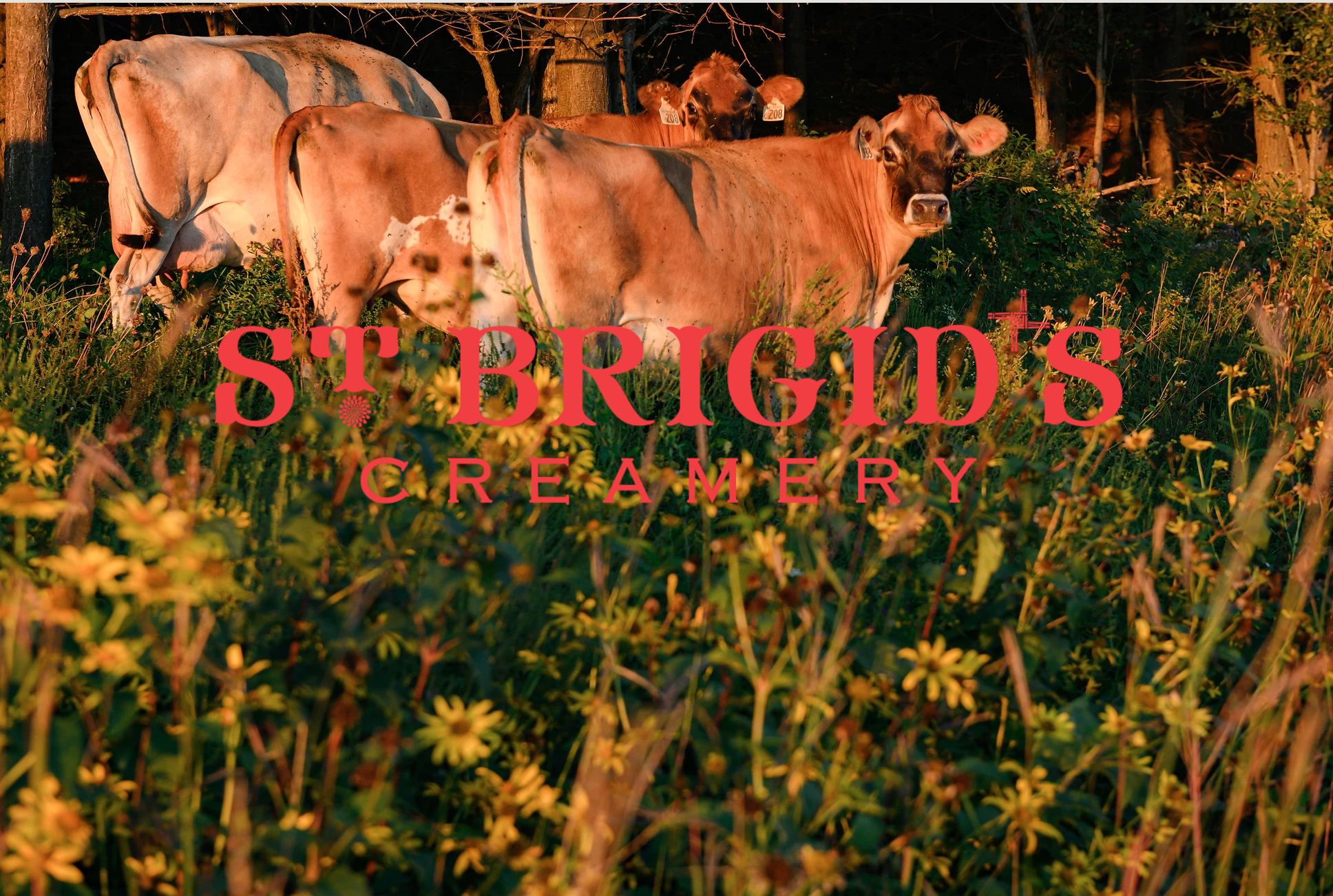 St_Brigid's_Butter_Logo.png