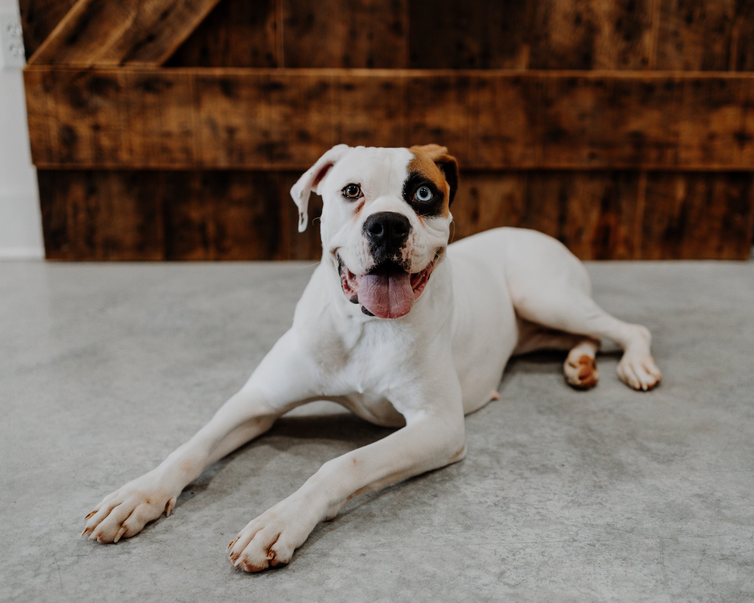 Alive Rescue - Adoption Promotion