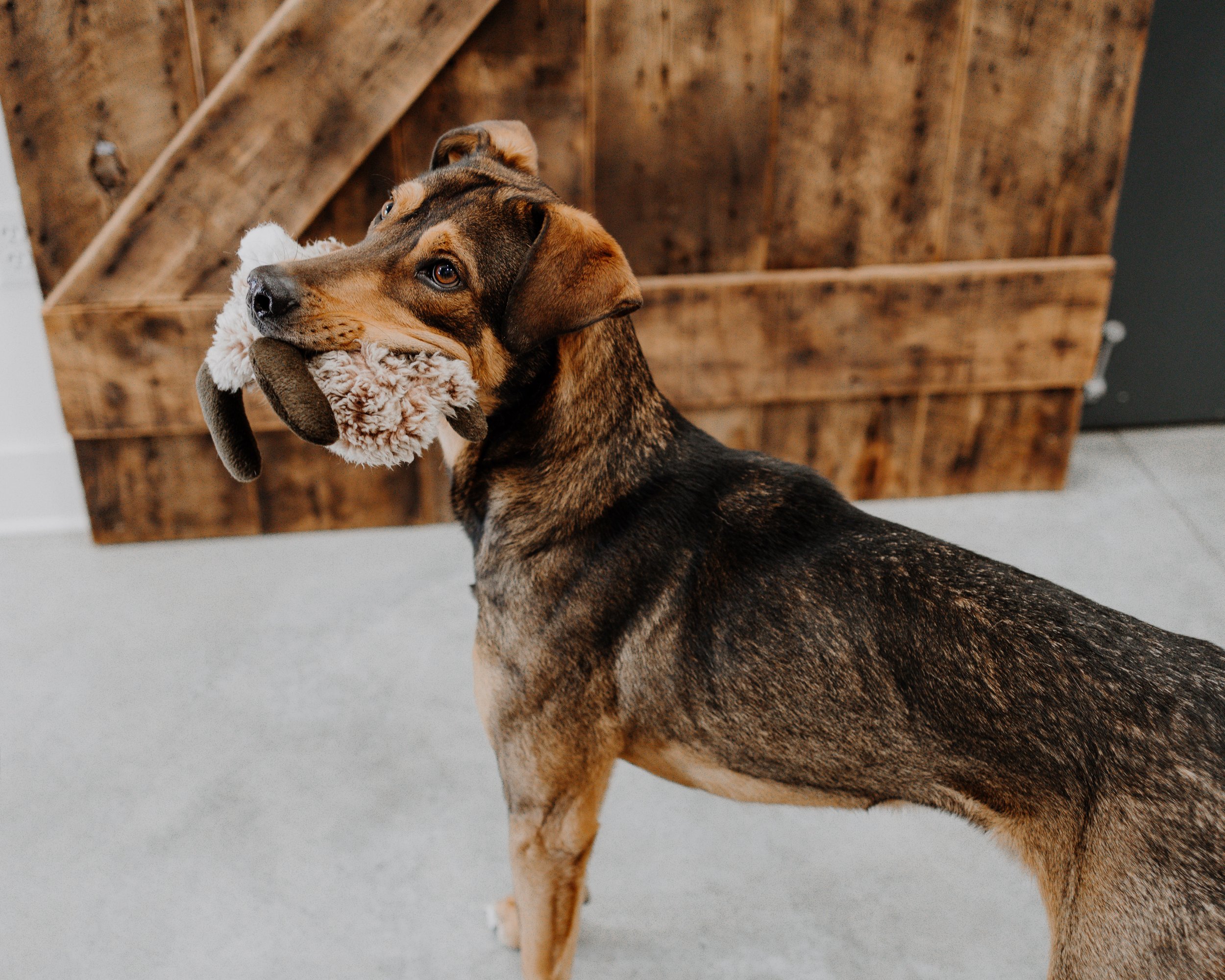 Alive Rescue - Adoption Promotion