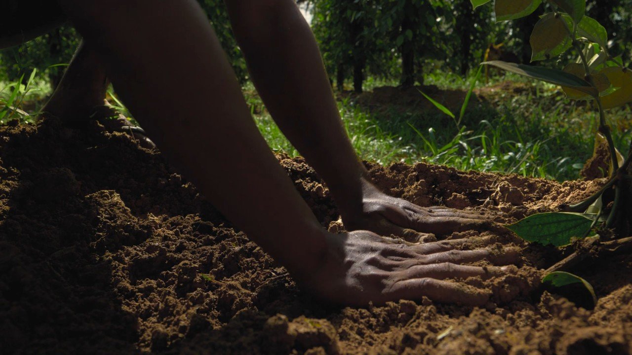 To find a mentor — A cautionary tale of a drowning seed