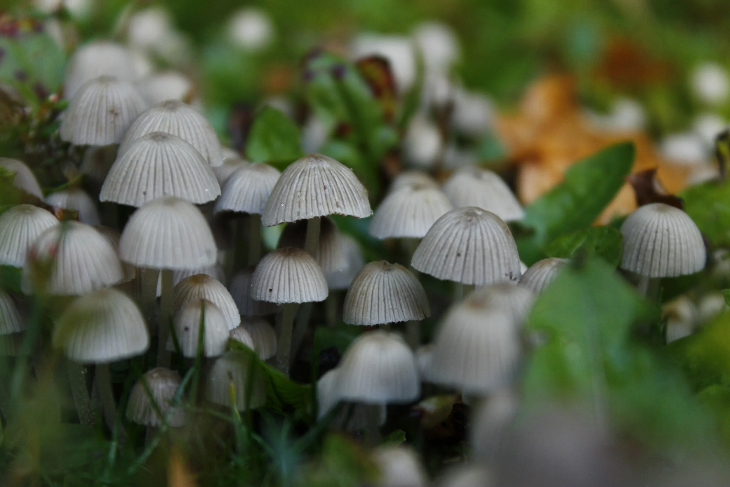 231: Why highly sensitive people might want to microdose, with Kayse Gehret of Microdosing for Healing