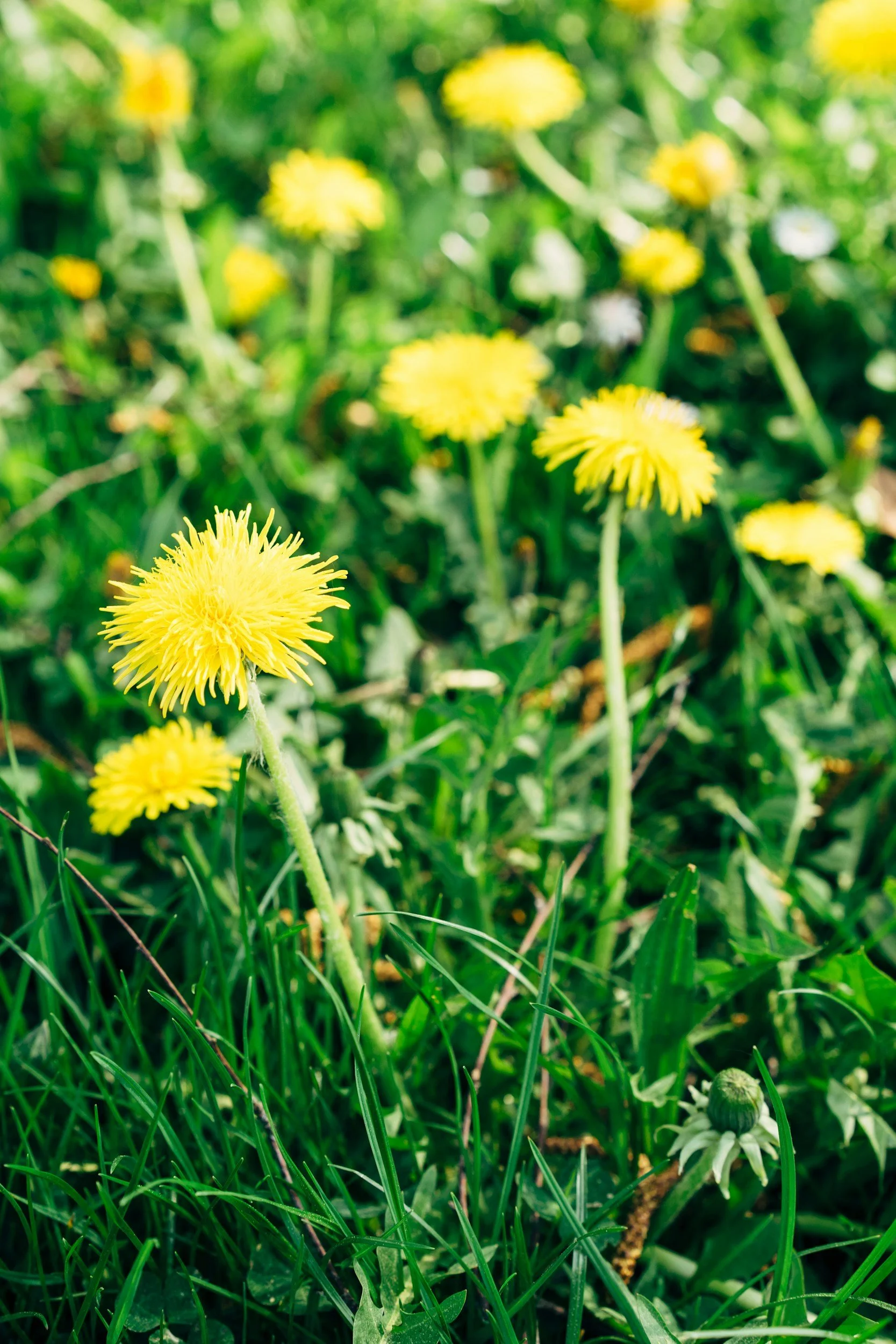 Who benefits when you think magic is just a weed?