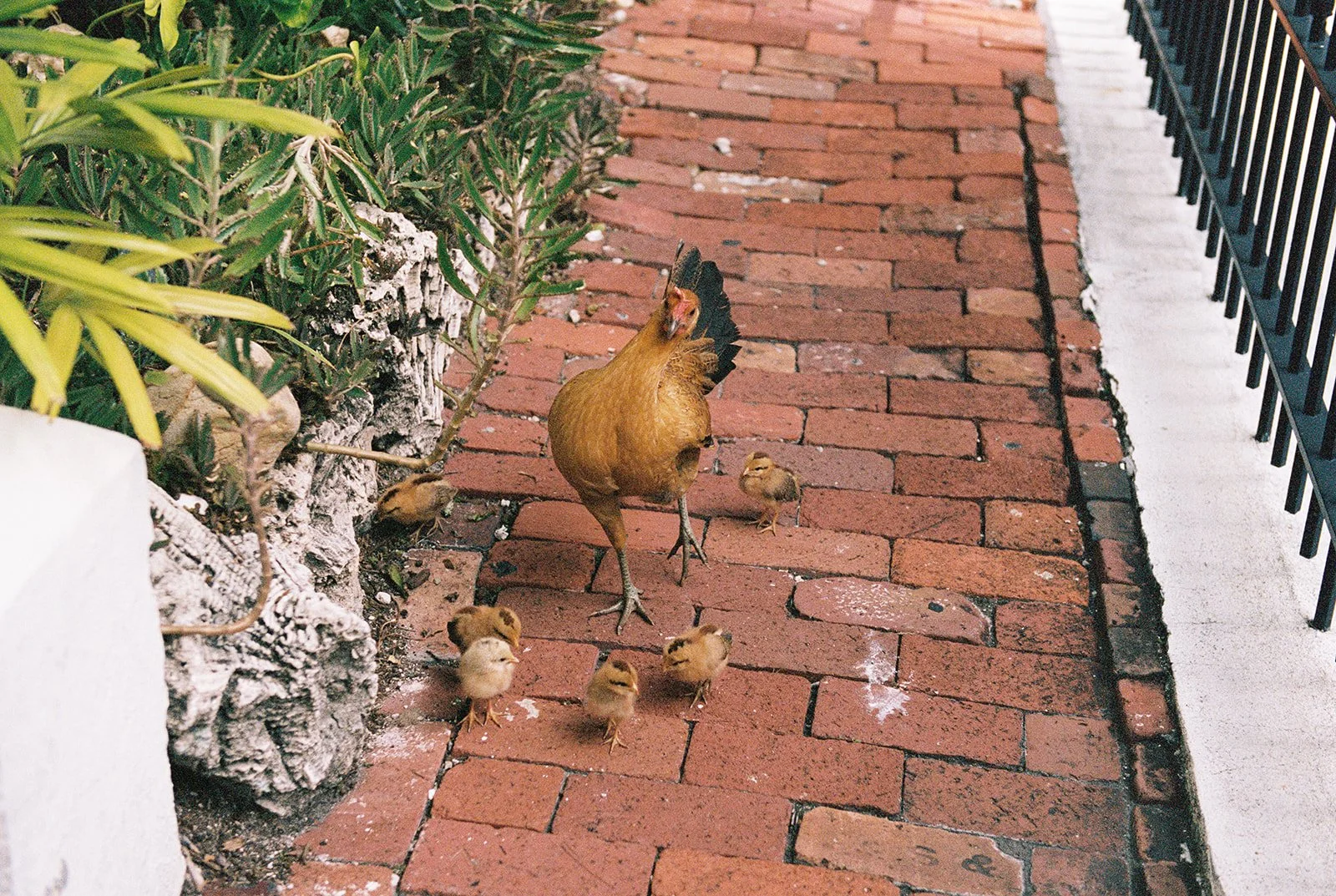 Roosters in Key West, Florida.