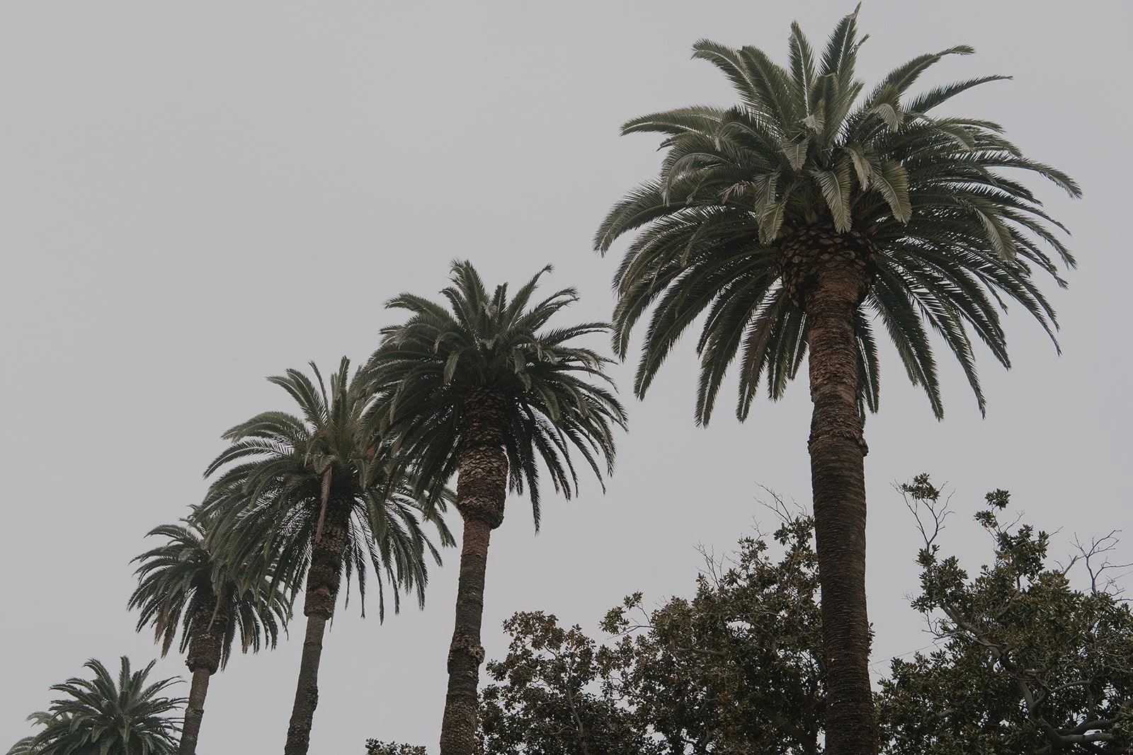 Palm trees in Santa Ana, California.