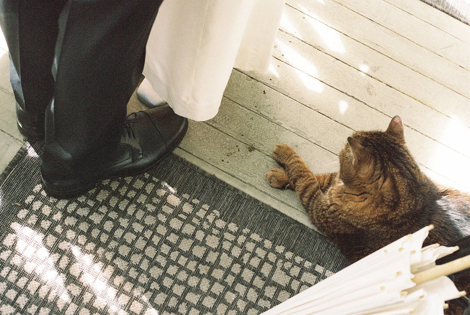 Close up shot of a bride and groom standing together with a cat laying next to them.