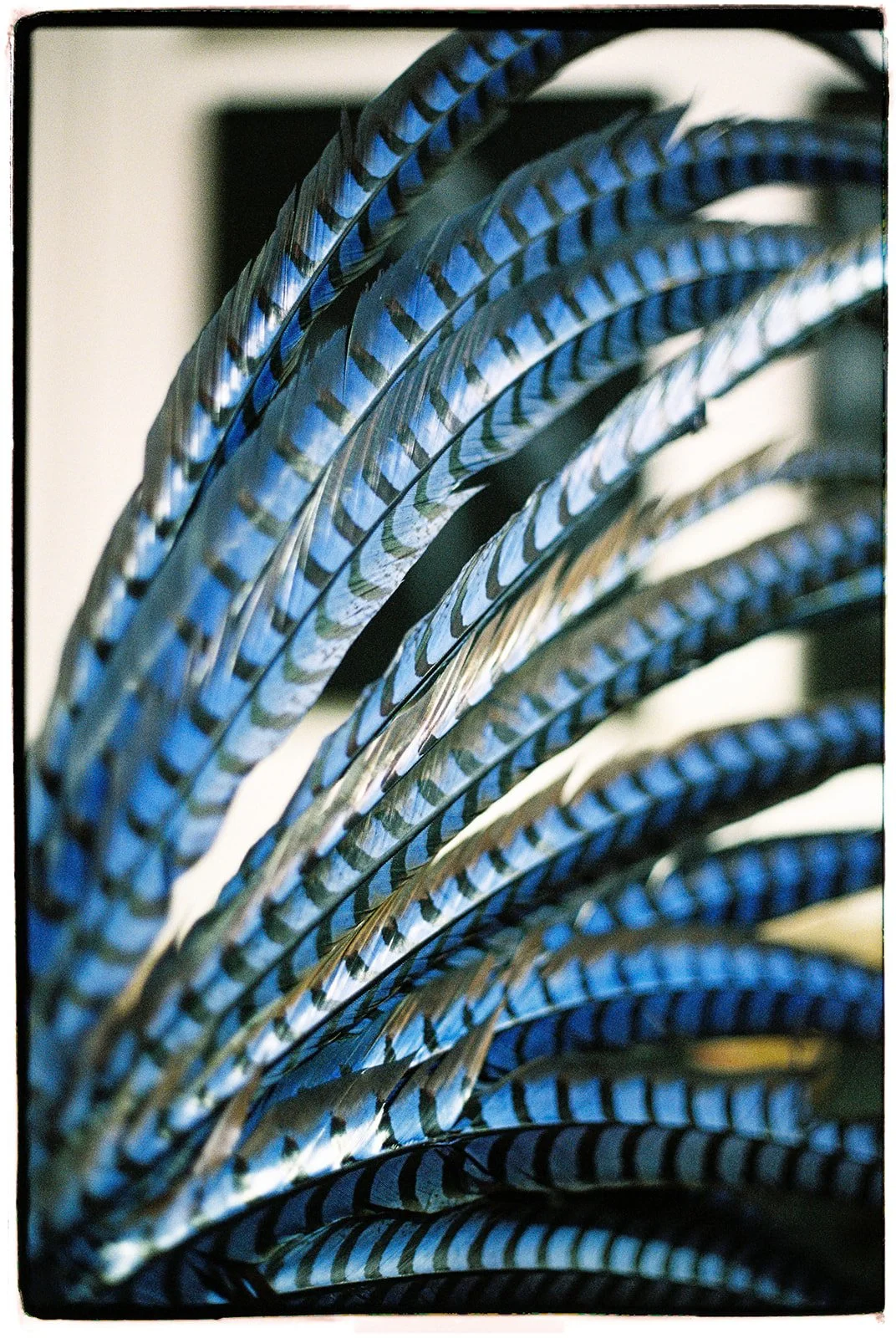 Close up of bluefeathers from a blue Las Vegas showgirl costume on 35mm film.