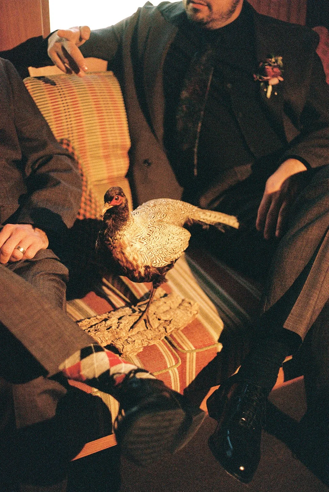 Film photo of a taxidermy bird displayed between seated groomsmen inside the Deer Mountain Inn Attic.