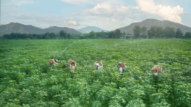 Ajinomoto_V1-0002.gif