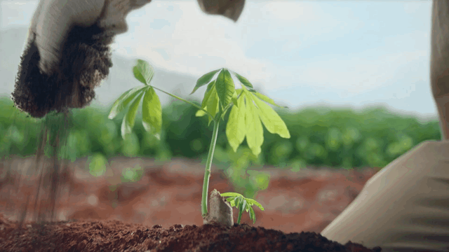 Ajinomoto_V1-0005.gif