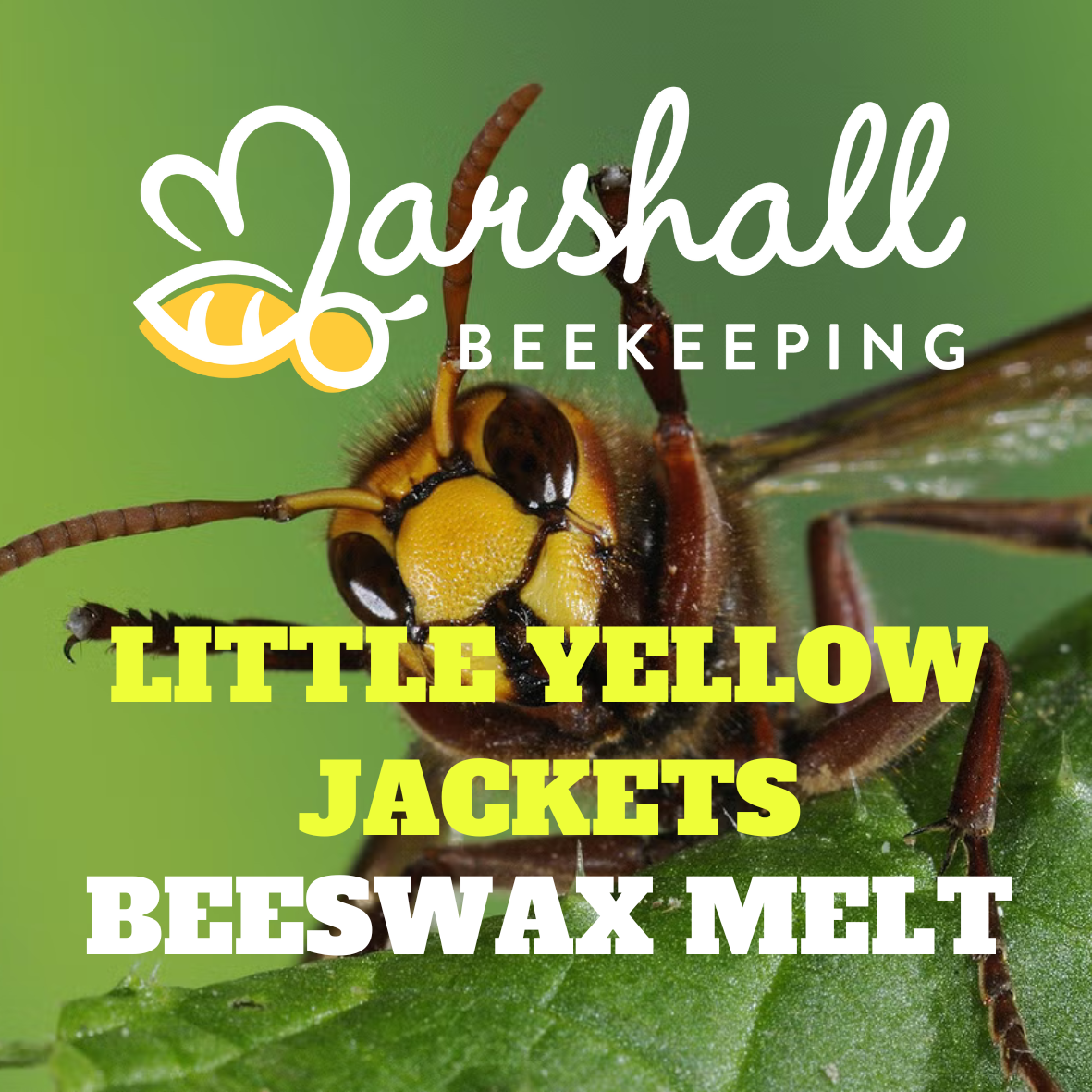 LITTLE YELLOW JACKETS.png