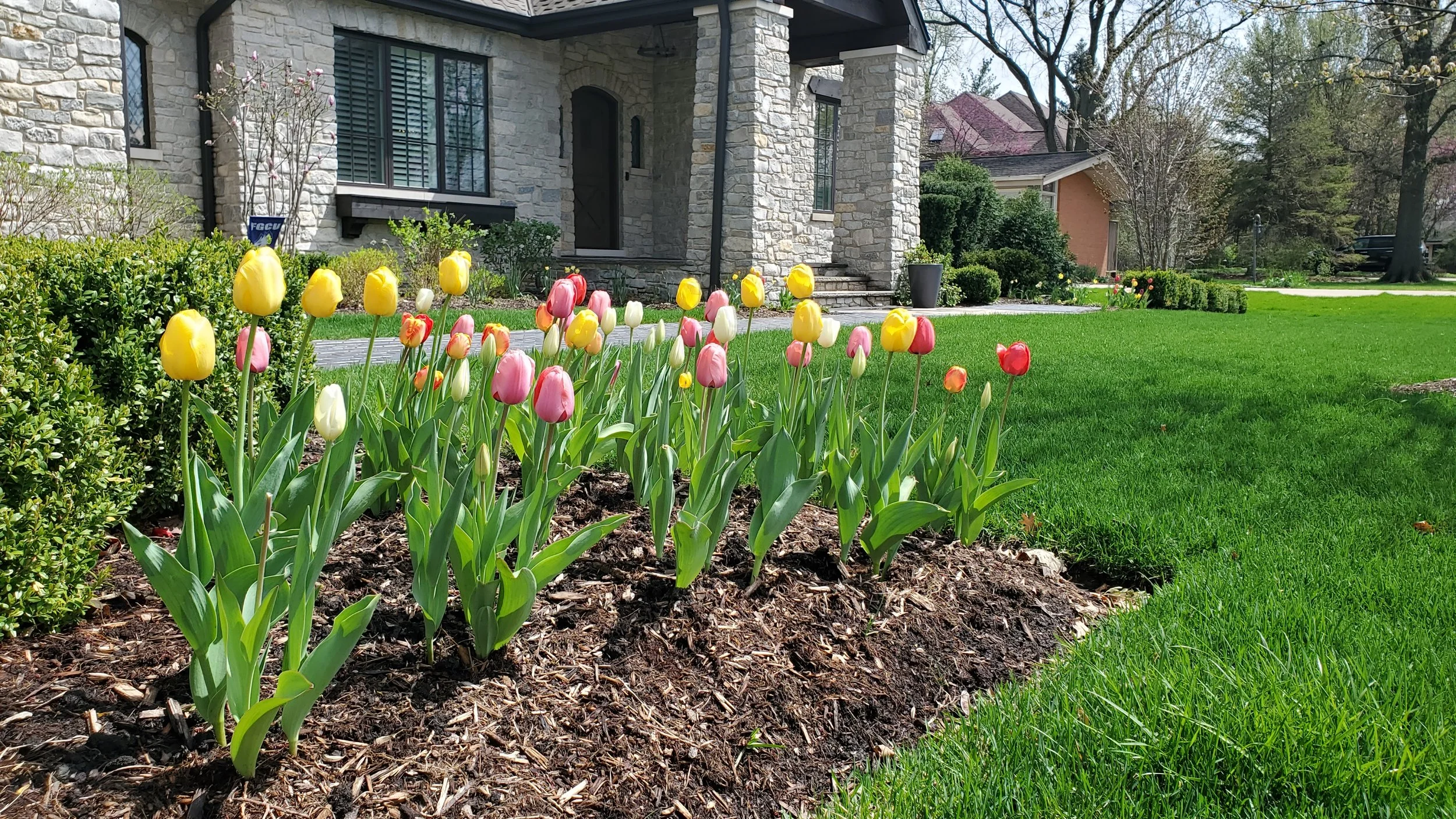 A flower bed of pink, yellow, and white tulips in front of a stone house with a lawn and trees.