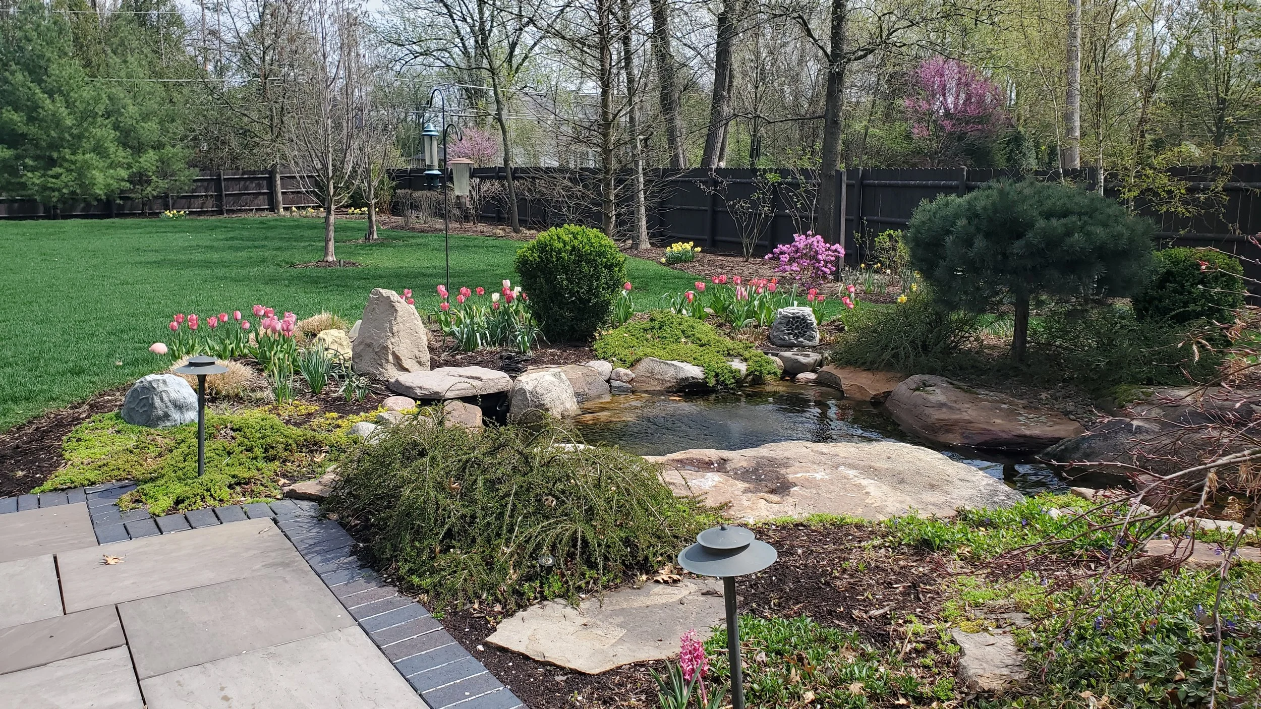 A landscaped backyard garden with a small pond, blooming pink tulips, bushes, and trees, with a black wooden fence and a grass lawn in the background.