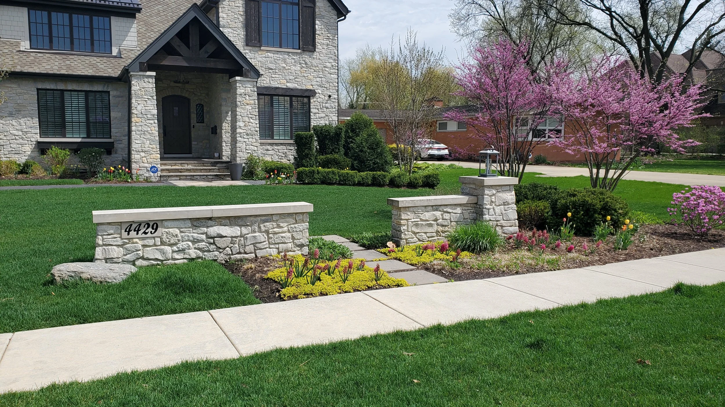 Front yard landscaping of a house with a stone wall, vibrant green lawn, pink flowering trees, and flower beds with yellow and pink flowers.