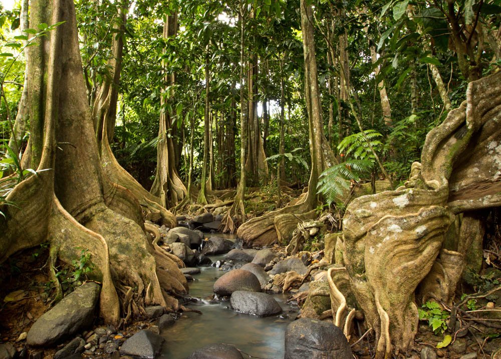 Fiji-Resort-Waidroka-Rainforest-Trees.jpg