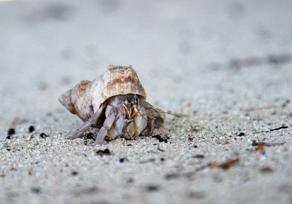 Hermit+Crab.jpg