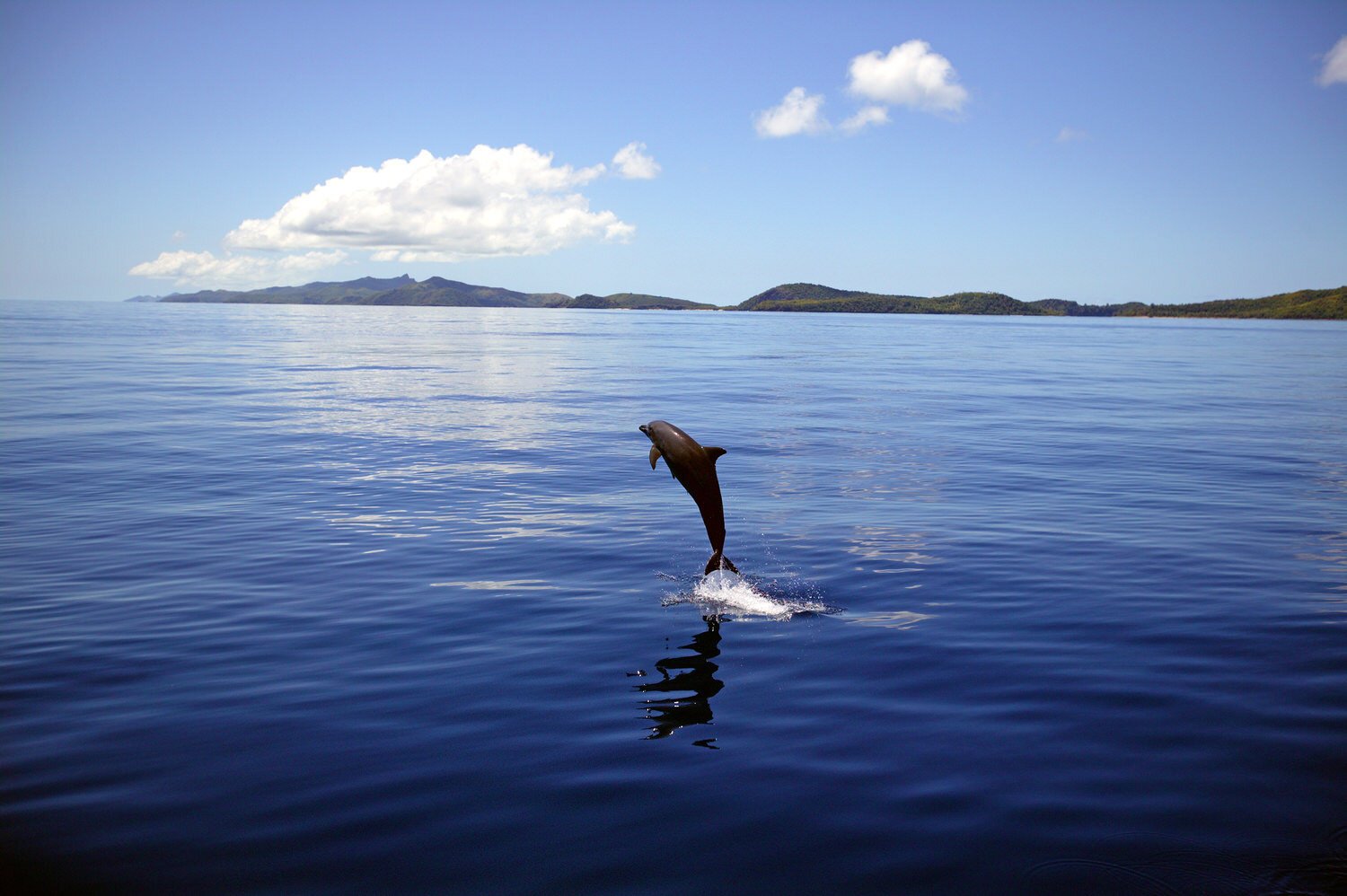 jumping+dolphin.jpg