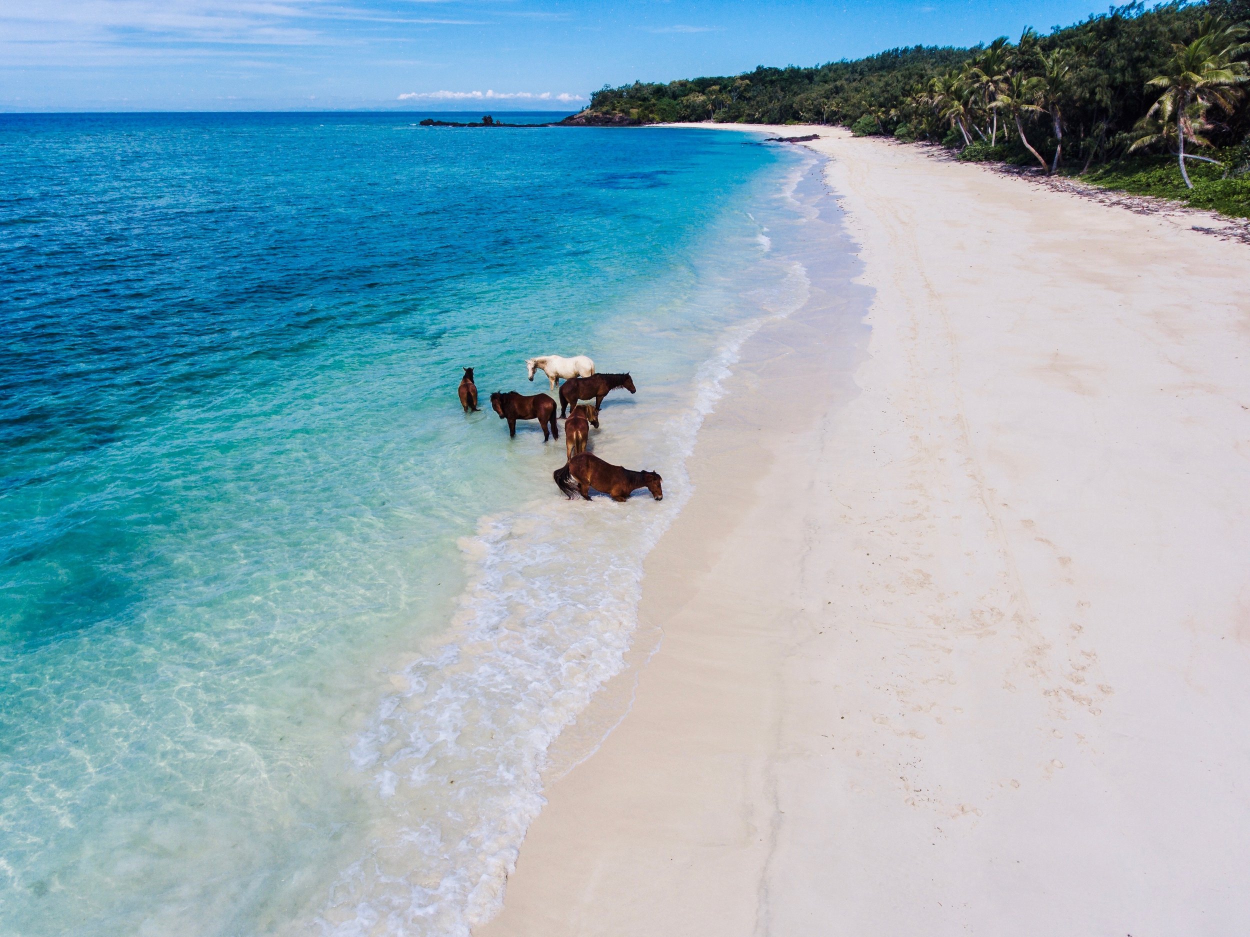 Turtle Island Fiji-horses.jpeg