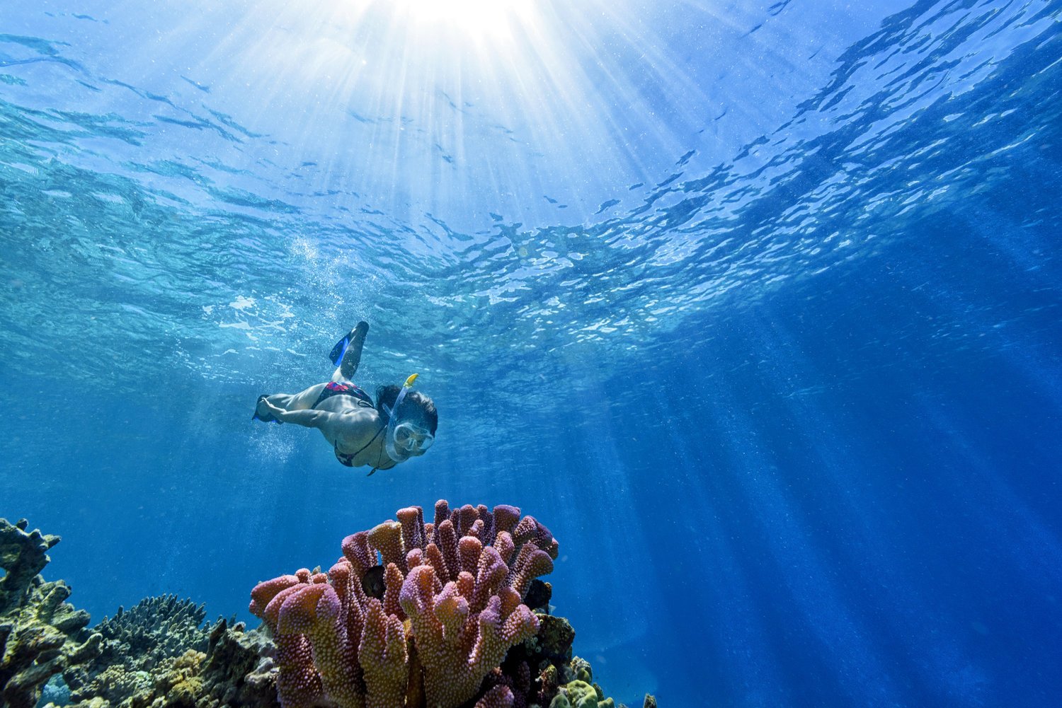 Fiji+Best+Resort+Snorkeling+-+Rainbow+Reef2.jpg