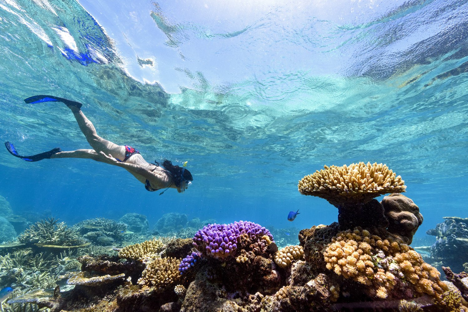 Fiji+Best+Resort+Snorkeling+-+Rainbow+Reef5.jpg