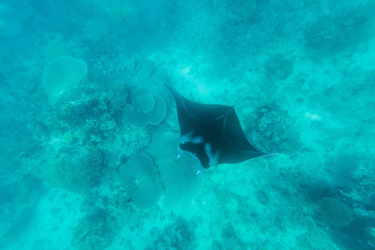 Remote+Resort+Fiji+Islands+Manta+Ray+Snorkel.jpg