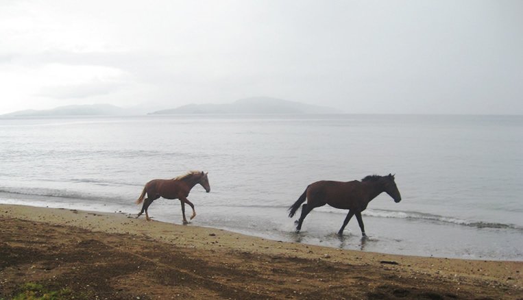 taveuni-horses.jpg