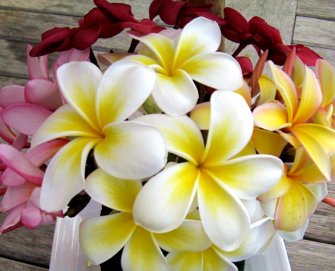 taveuni-flowers.jpg