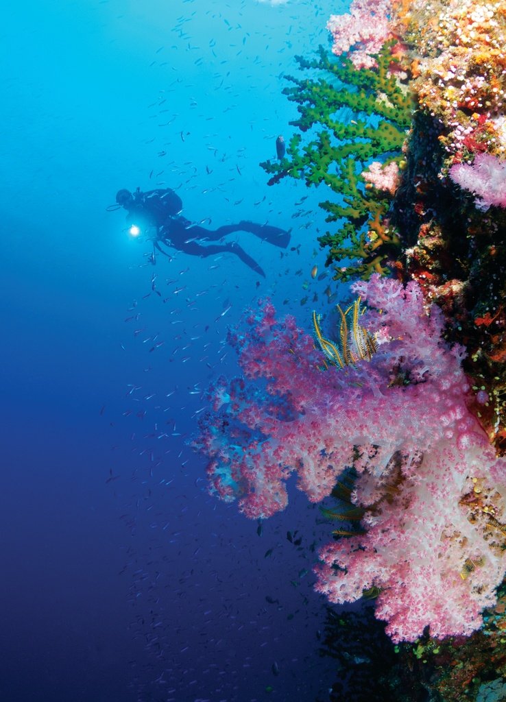 Scuba Diving At One Of Fiji'S Best Reef Locations_52239.jpg