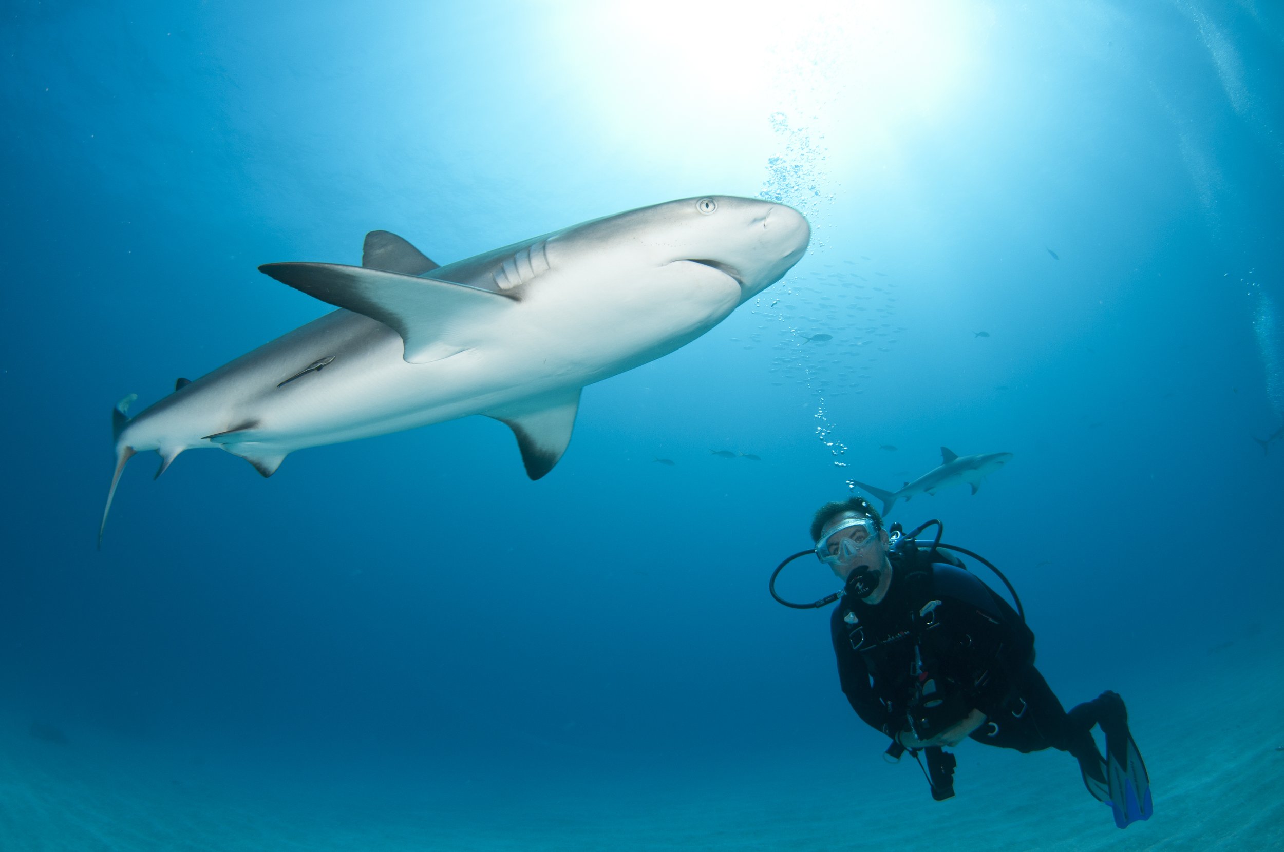 shark diving.jpg